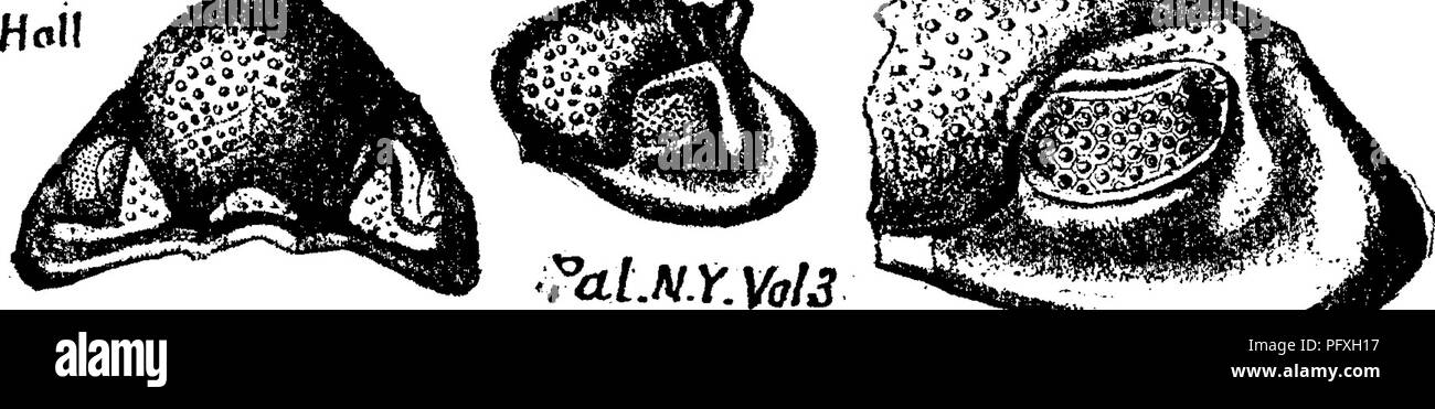 . A dictionary of the fossils of Pennsylvania and neighboring states named in the reports and catalogues of the survey ... Paleontology. given on a previous page (p. 187) is J from Geol. Canada, 1863, page 187, fig. Phacops bufo. {Calymene lufo.) Hall, Geol. Fourth Dist., page2200, fig. 80,6. Eogers, Geol. Pa., page 828, no figure. Hamilton formation. (Green's Monograph of Trilobites, 1832.) See Hall's Pal. N. Y. Vol. VII, 1888, plate ^.—In Monroe Co., Pa., near Stroudsburg, it occurs in Corniferous limestone^ G6, p. 121. At Mar- shall's Falls, collected by H. D. Rogers, and 0. E. Hall. Marcel Stock Photo
