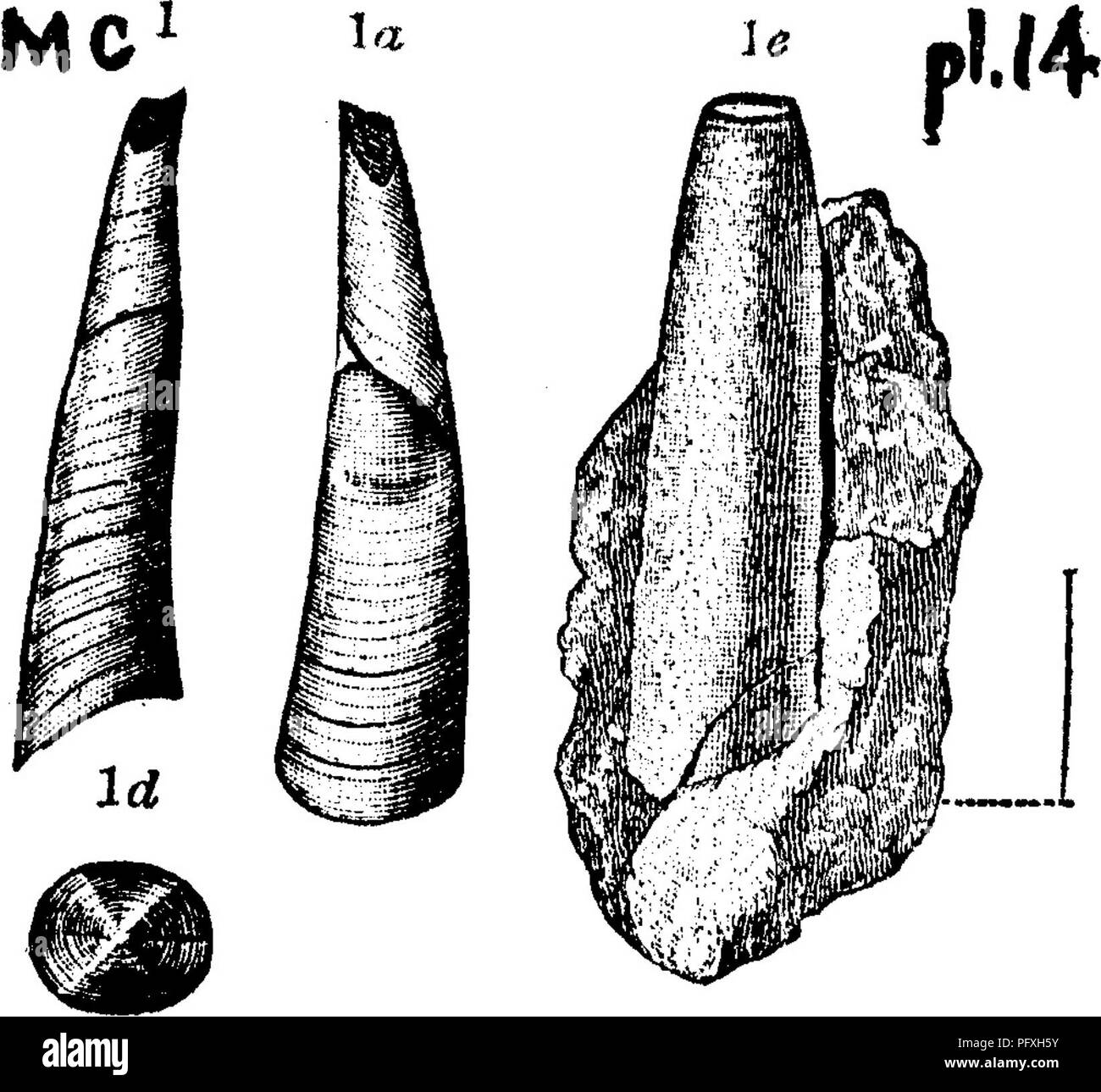 . A dictionary of the fossils of Pennsylvania and neighboring states named in the reports and catalogues of the survey ... Paleontology. 1884, Mss.) Walcott, Bulletin U. S. G. S. No. 10, page 20, plate 2, fig. 7, back view of a portion of a shell; 7 ^, front view ; 7 /&gt;, side view to show the curvi- ture; all enlarged twice. Middle Cam- Irian {Saint John) formation, New Brunswick, M. C.—A considerable range of variation in this species. In some the ventral side is not flattened, and the dorsal side has a narrow line each side of the center. Curvature varies. Hyolithes gibbosus. ( Theca gihl Stock Photo