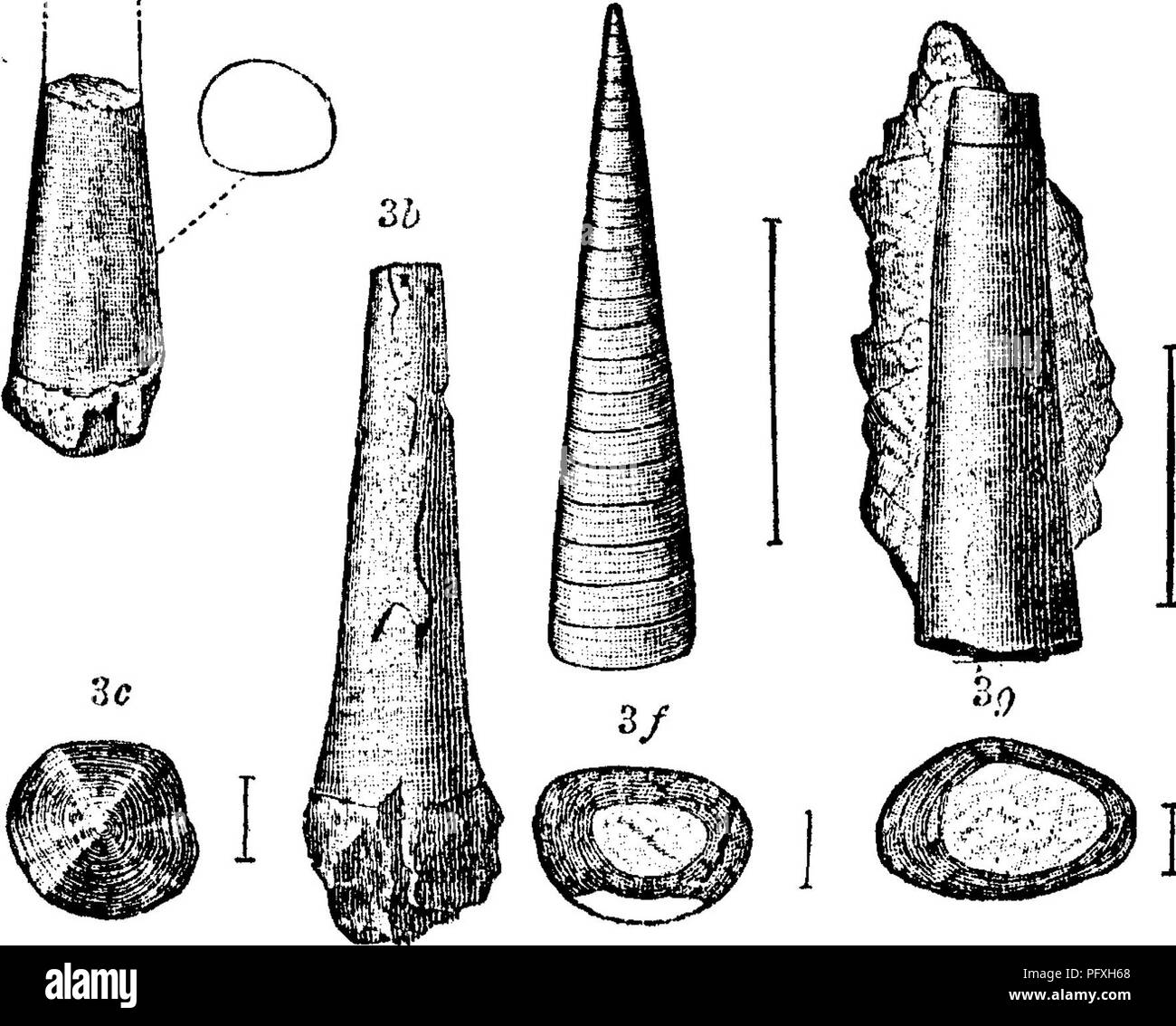 . A dictionary of the fossils of Pennsylvania and neighboring states named in the reports and catalogues of the survey ... Paleontology. times; fig. 6 5, o, cross sections; 6(^, lid (operculum) enlarged twice ; 6 e, lid enlarged Ave times ; fig. 6 f. small broad speci- men, enlarged-five times.-Lower Cambrian (Conglomerate lime- stone) formation at Troy, N. Y., and at Bic and St. Simon, Canada. L. (7.—See foot-note to page 1S4, Hyolithes billingsi. (Salterella ohtusa Billings, Geol. Vt. Pal. Foss. Syoli- j^^P(» 15 thes primordialis ? White, 100th, Mer. Inv. Foss. lY, 1, figs. 5 a—e ; but not T Stock Photo