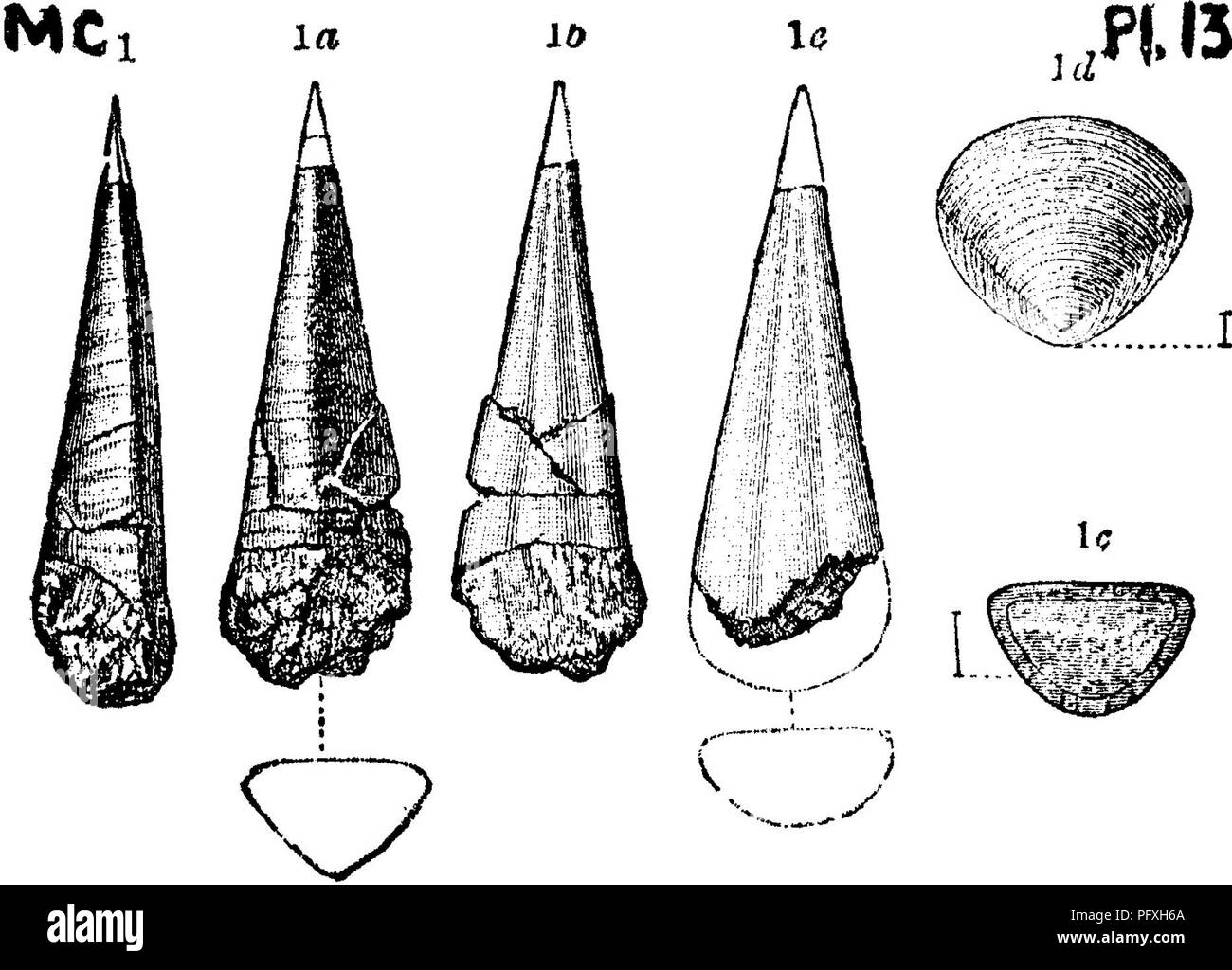 . A dictionary of the fossils of Pennsylvania and neighboring states named in the reports and catalogues of the survey ... Paleontology. Hyol. 294. times; fig. 6 5, o, cross sections; 6(^, lid (operculum) enlarged twice ; 6 e, lid enlarged Ave times ; fig. 6 f. small broad speci- men, enlarged-five times.-Lower Cambrian (Conglomerate lime- stone) formation at Troy, N. Y., and at Bic and St. Simon, Canada. L. (7.—See foot-note to page 1S4, Hyolithes billingsi. (Salterella ohtusa Billings, Geol. Vt. Pal. Foss. Syoli- j^^P(» 15 thes primordialis ? White, 100th, Mer. Inv. Foss. lY, 1, figs. 5 a—e  Stock Photo