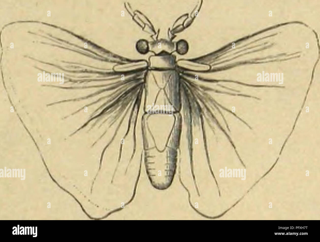 Ichneumons hi-res stock photography and images - Page 2 - Alamy