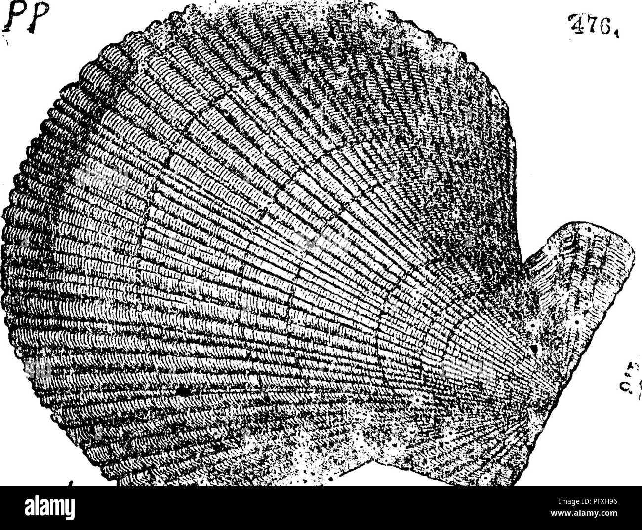 . A dictionary of the fossils of Pennsylvania and neighboring states named in the reports and catalogues of the survey ... Paleontology. 613 Fecop. Pecopteris ? A beautiful fruiting fern of this genus crowds Oook (Falton) roof shales of Ocean mine tunnel, Broad Top, Huntingdon Co. T3, dld,—XIIL Pecten aviculatus. See Entolium aviculatum. XIIL Pecten Iroadheadi. See Aviculopecten carboniferus. Pecten carloniferus. See Avteulopecten carboniferus. Pecten hawni. See Aviculopecten carboniferus. XIIL Pecten islandicus, Muller. Geology of Canada, 1863, page 963, fig. 476 ; one of the Arctic shells le Stock Photo