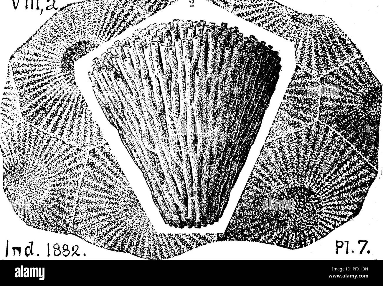 . A dictionary of the fossils of Pennsylvania and neighboring states named in the reports and catalogues of the survey ... Paleontology. 27.^ Heli. another fine figure; here omitted.]—Erie Co., N. Y. and Scott and Clark counties, Ind.— VIIIa. Heliophyllum coalitum, Rominger. (Foss. Corals, page VII! ^ ZZw^^^^^^^^^^'. 108, 1876.) Collett's Indiana Report of 1882, page 259, plate 7, fig. 2, a simple specimen; fig. 3, upper surface of a group (doubtfully identified with fig. 2).—In drift from VIII a. Heliophyllum compactum. (Hall, 35 An. Rt. 1882.) |////.5;«H^tffS^^^^ Collett's Indiana Kt. 1882,  Stock Photo