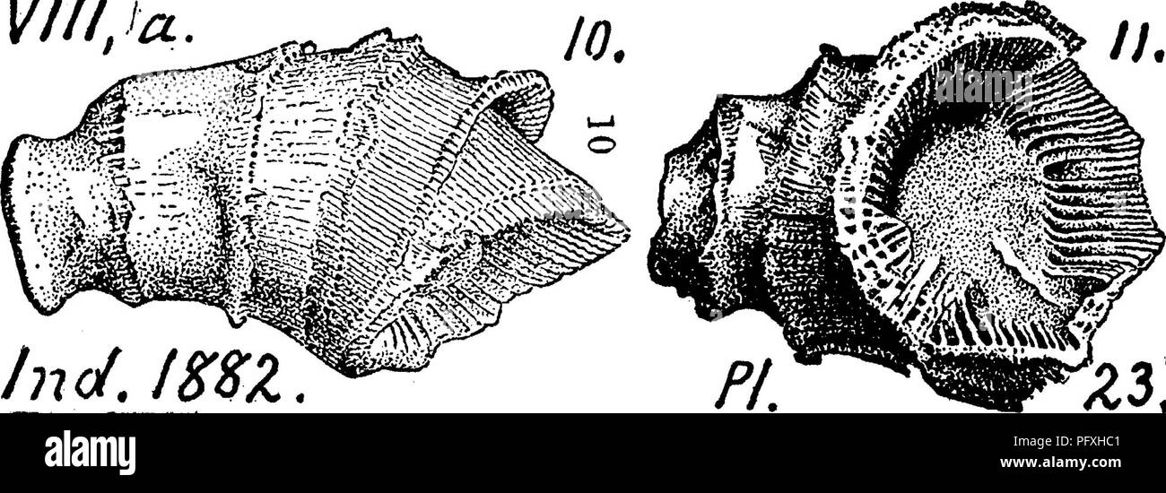 . A dictionary of the fossils of Pennsylvania and neighboring states named in the reports and catalogues of the survey ... Paleontology. Helt. 274 yiiiM' Heliophyllum aequum. (Hall, 35th Ann. Rep. N. Y. State Museum. //. 18 8;2.) CoUett's Indiana Rt. 1882, page^314, plate 23, fig. 10,11.. 'J W^Tliv Falls of the Ohio, Ky. Oorniferous limestone. VIII a. Heliophyllum alternatum. (Hall, 35th Ann. Rt. 1882.) * 1e tt's Indiana Rt.l882, page 305, plate Falls of the Ohio. Oorniferous limestone, VIII a, Heliophyllum annulatum. (Hall, 35th Ann. Rt. 1882.). Please note that these images are extracted fro Stock Photo