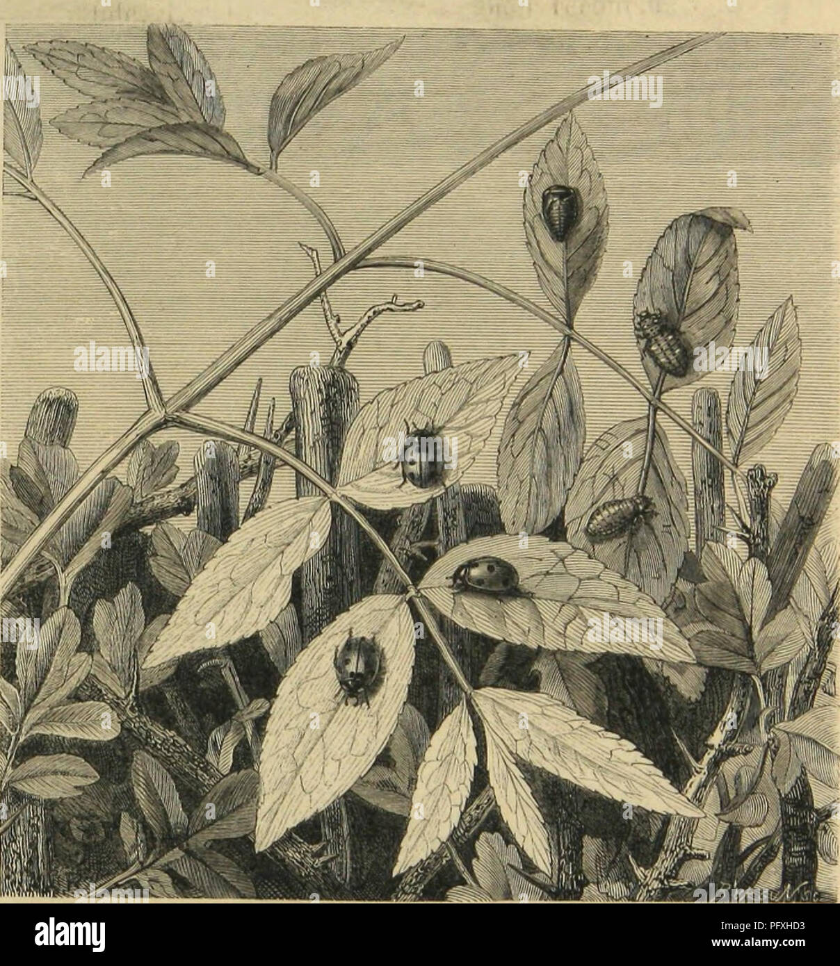 Irois Stock Photos Irois Stock Images Alamy