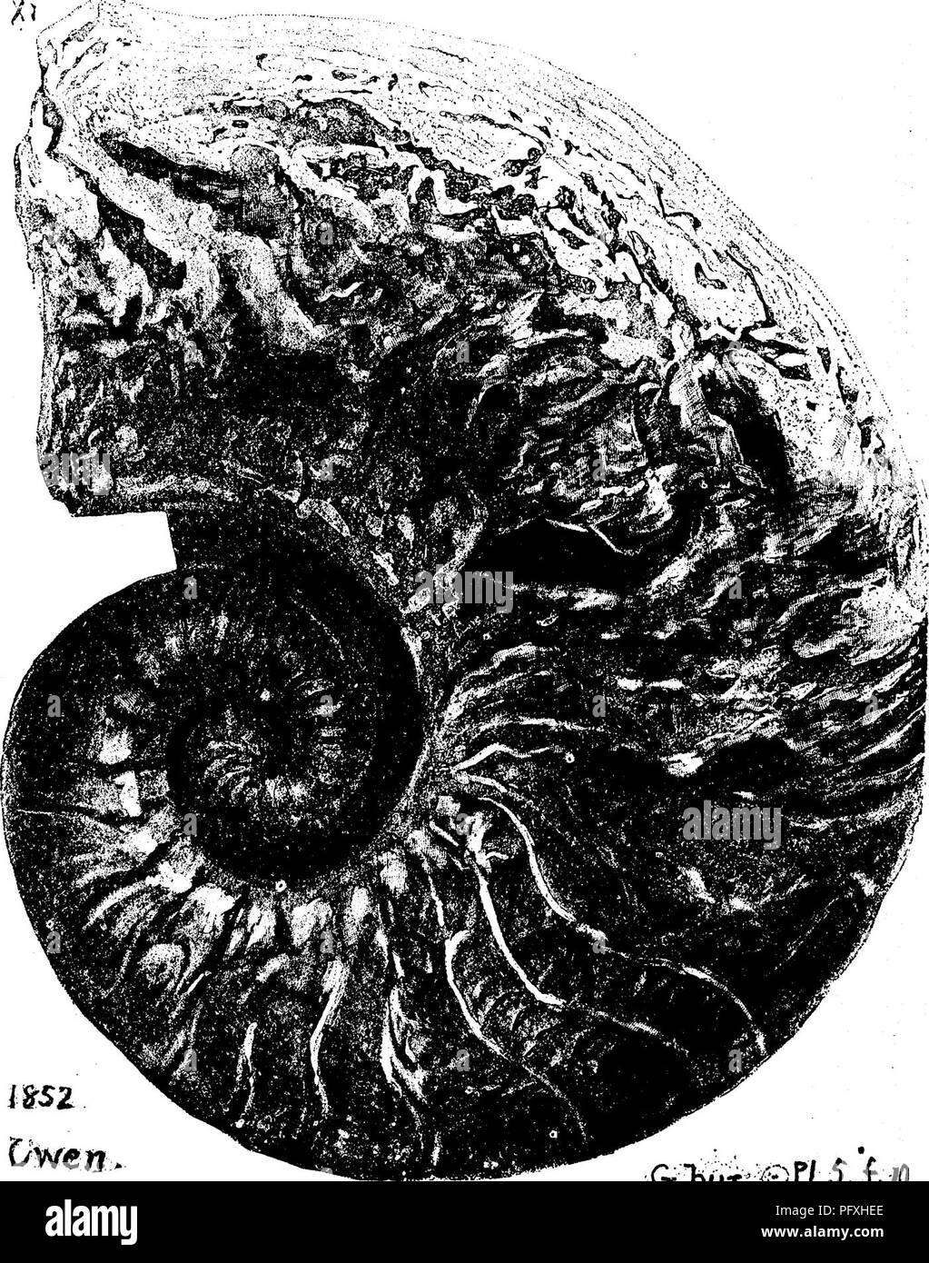 . A dictionary of the fossils of Pennsylvania and neighboring states named in the reports and catalogues of the survey ... Paleontology. 26' Gyra. Gyracanthus magnificus, Dawson, Acad. GeoL, 1868, p. 310, fig. 55 a; ''^' * Fig. 55a.—Sjpme—Gyracanthus magnijicus, N,S., reduced, a magllificent fish spine, ?'^ t w e n t y -1 w o V/^ (22) inches long, (fig. re- duced to y) found by Mr. Barnes, in the Cape Breton (Sydney) Coal Measures.—XIII, Gyroceras burlingtonensis. Owen, Geo]. Wis., 1852, pi. 'I^cii^^ ^';, Acad.^eoi' /S6^,. G^:bivrt^TLS,i,j(i. Please note that these images are extracted from sc Stock Photo