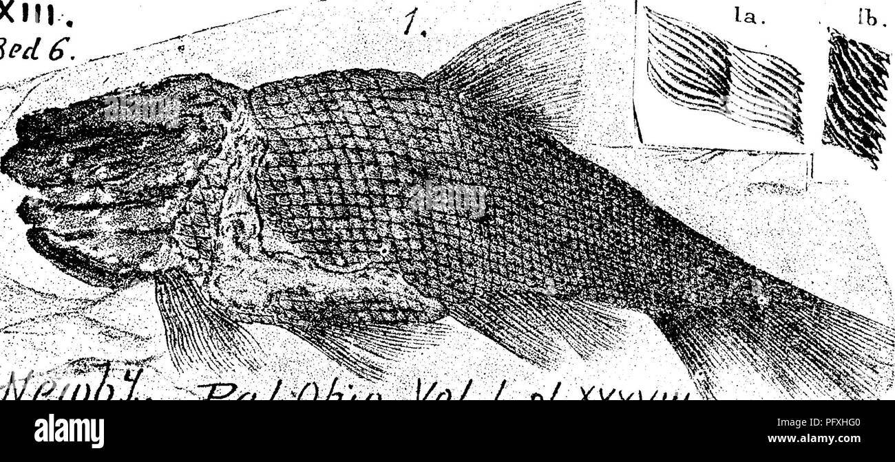 . A dictionary of the fossils of Pennsylvania and neighboring states named in the reports and catalogues of the survey ... Paleontology. f./,23-'r5; 1885, page 20, 41, pi. 1, hg. 2, a fish scale magnified twice; 3, a scale mag. S times; 4, 5, 6, head plates, m(2^. 25^(^Z(?6. One scale is all that Mr. Clarke had found in the Genesee Uack shale, st few feet over the Styliola led^ Glenville, Honeoye lake, N. Y., Many specimens were got from Naples black shales at Sparta, in RR. cut; in one case most of the fish was got, but its head bones displaced and tail crushed ; fish 5 in. long.— VIII e &amp Stock Photo