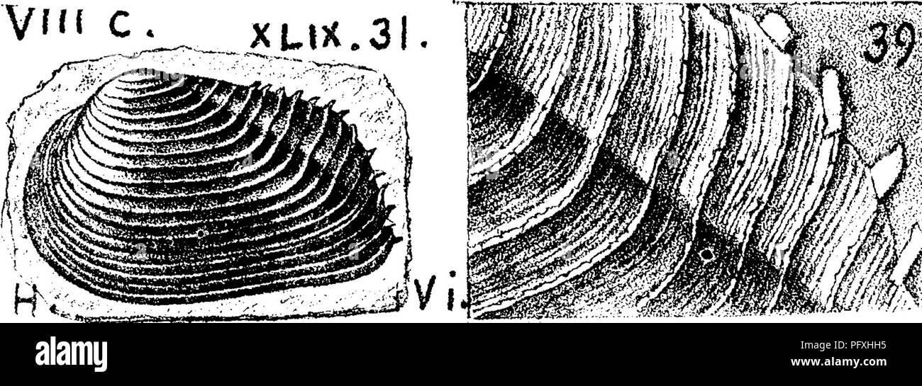 A Dictionary Of The Fossils Of Pennsylvania And Neighboring States Named In The Reports And Catalogues Of The Survey Paleontology Vnc C Hamilton Pal J Ee2risc Sa Ei V N Y Vol