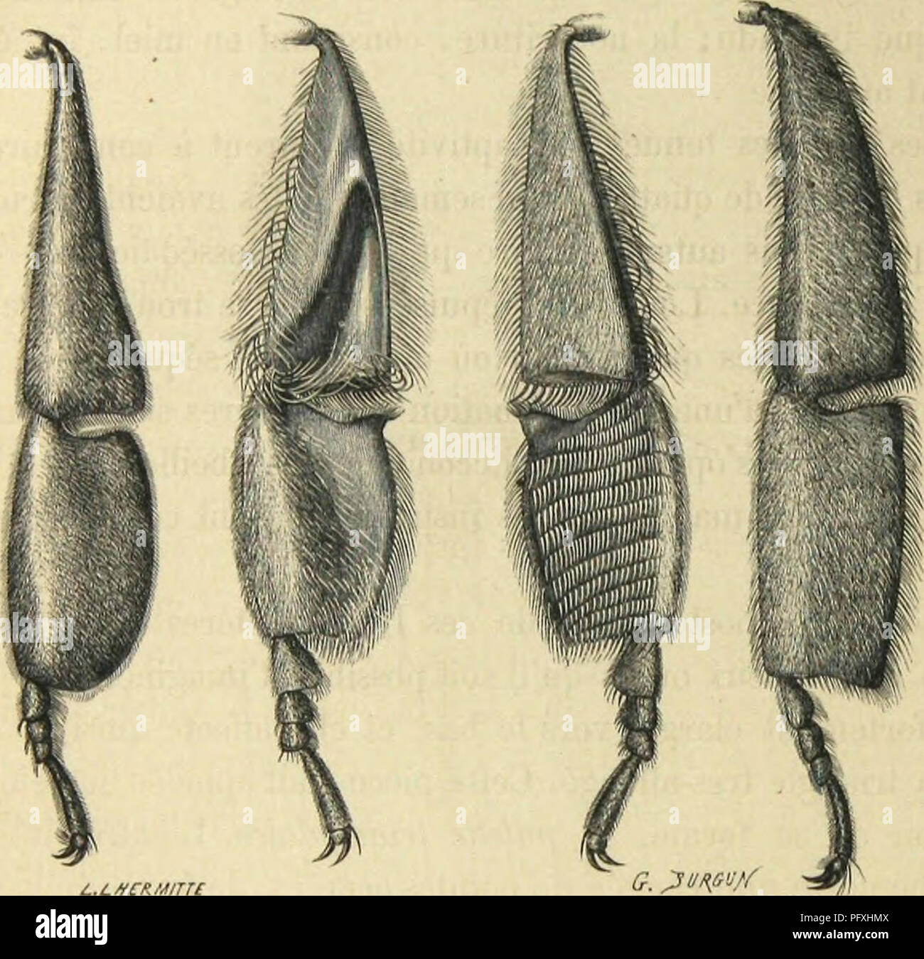 This work on insect metamorphosis and behavior provides insights into ...