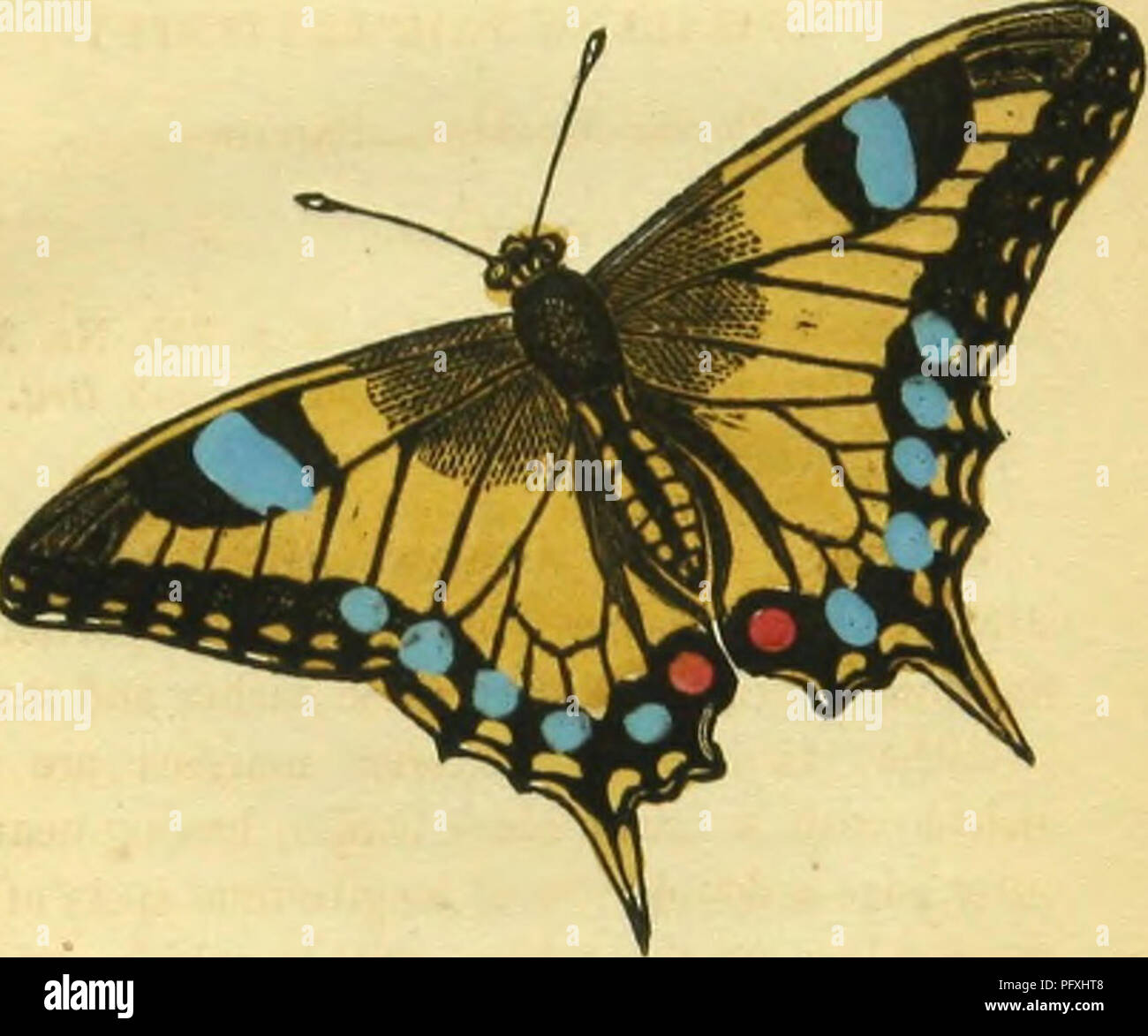 This book offers an illustrated guide to butterflies, sphinges, and ...