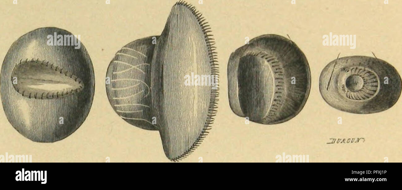 This work describes the life cycles, behaviors, and physical characteristics of various arthropods, including insects, myriapods, arachnids, and crustaceans. It provides detailed observations on species such as Lepidoptera and nocturnal caterpillars. The description includes specific features like membranous legs designed for grasping plant stems. Stock Photo