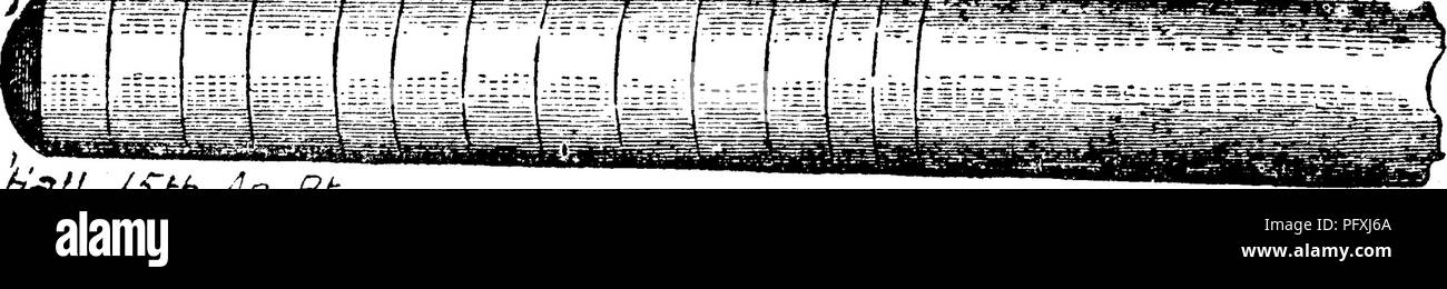 . A dictionary of the fossils of Pennsylvania and neighboring states named in the reports and catalogues of the survey ... Paleontology. 543 Okthoc. Vl!',» Orthoceras asmodeus. Clarke, Bull. 16, U. S. G. S. 1885, ^ p. 30, pi. 3, fig. 3, magnified SO; minute; only -^-^ inch long ; beauti- Qik B.,6. 3 f^lj diiferent from all other De- vonian orthocerata; rings marked by the finest lines lengthwise ; no septa visible. Genest e black shale, Ontario Co., N. Y.— VIII e, Orthoceras baculum, Hall, 15th An. Rt. N. Y. 1862, p.. h'i3f/ /SJ-h. An Rt. OL8 74, plate 8, fig. 6. Siphuncle excentric; surface u Stock Photo