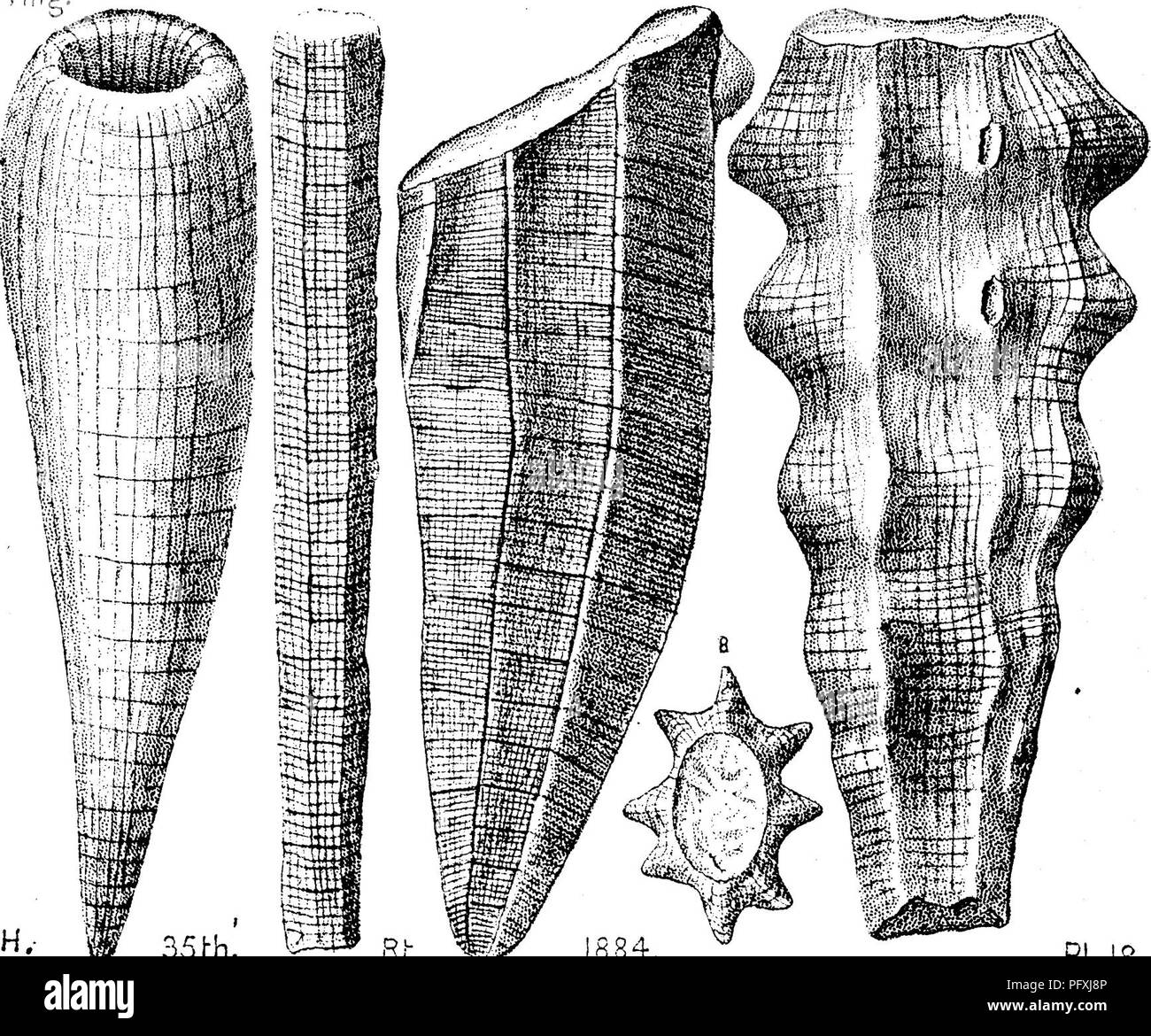 . A dictionary of the fossils of Pennsylvania and neighboring states named in the reports and catalogues of the survey ... Paleontology. DiCT. 200 Dictyophytonprismaticum (figs. 2, 3,4 like D. conradi) : ^ifM^y/^'^^^-:;:i»:Tm!!«ffr!^t^i^'^.. and D. tuberosum (fig. 7.) selected from a range of forms given by Hall in the 35th An. Kt. N- Y. State Museum, 1884, plate (17) 18, figs. 1 to 8, showing how all the forms of this ancient sponge are naturally developed from Cyathophycus reticulatiis of Walcott.—Abundant at many places in northern Pennsylvania and southern N Y. in Chemung^ VIII g. Dictyop Stock Photo