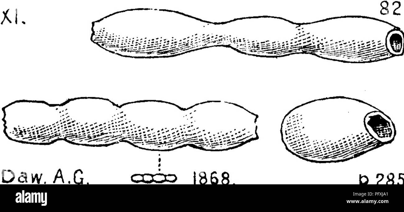 A dictionary of the fossils of Pennsylvania and neighboring states named in  the reports and catalogues of the survey ... Paleontology. Dend. 196 bank,  Lebanon Co., Pa. (O, p. 187, spec.