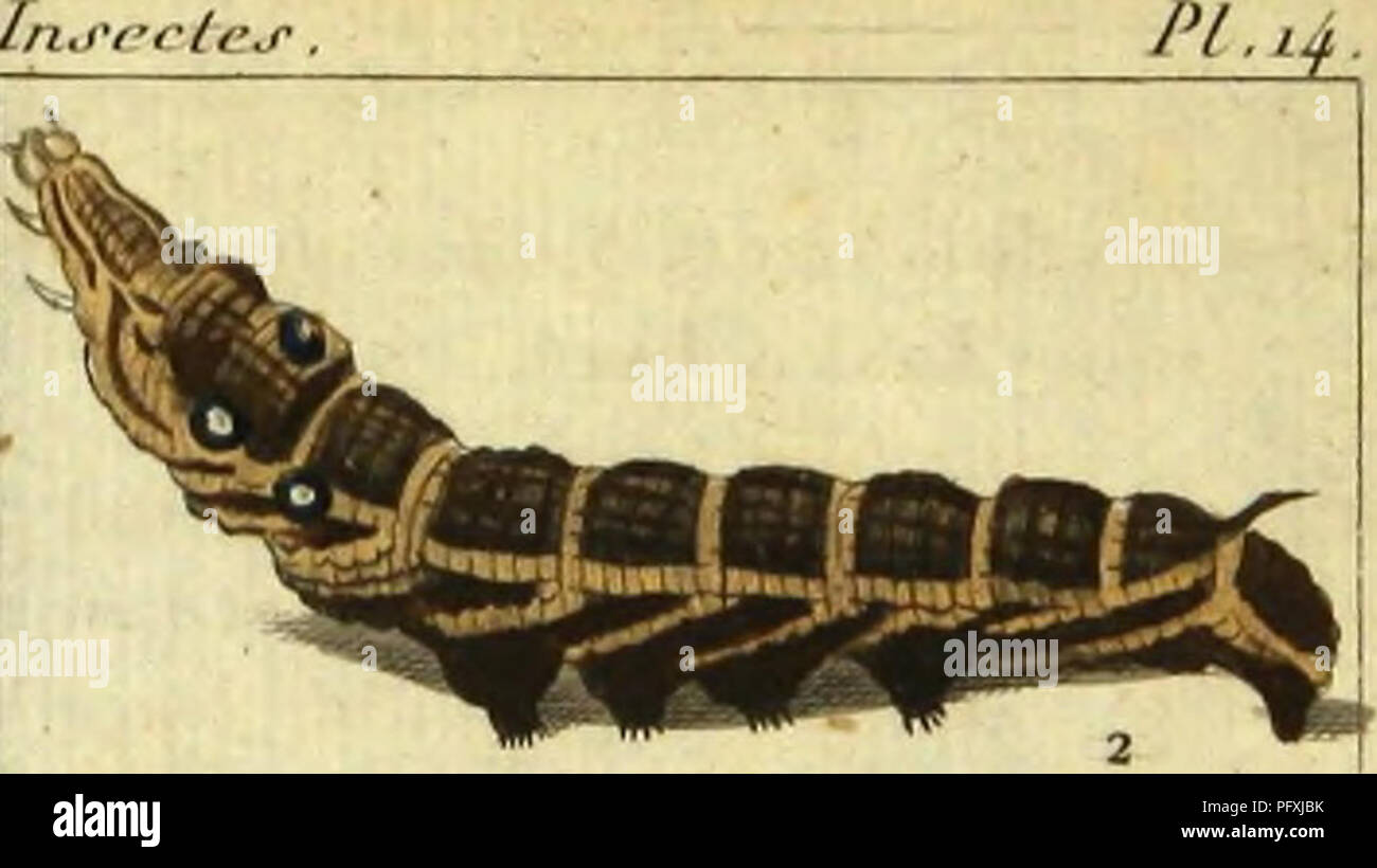 William Roe Insects A historical and scientific work on insects, compiled from the research ...
