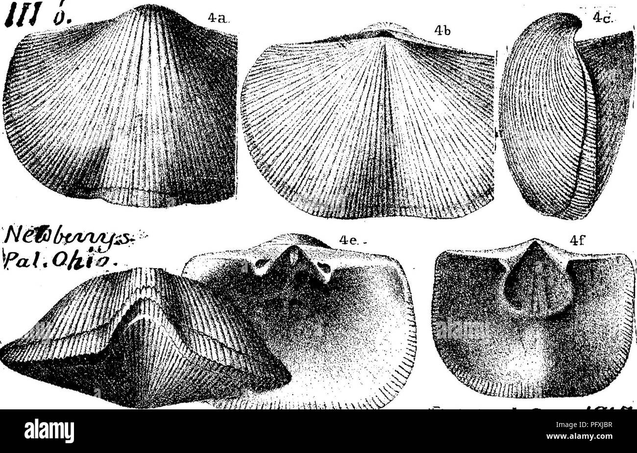 Orthis Shell Period identification entry Black and White Stock Photos & Images - Alamy