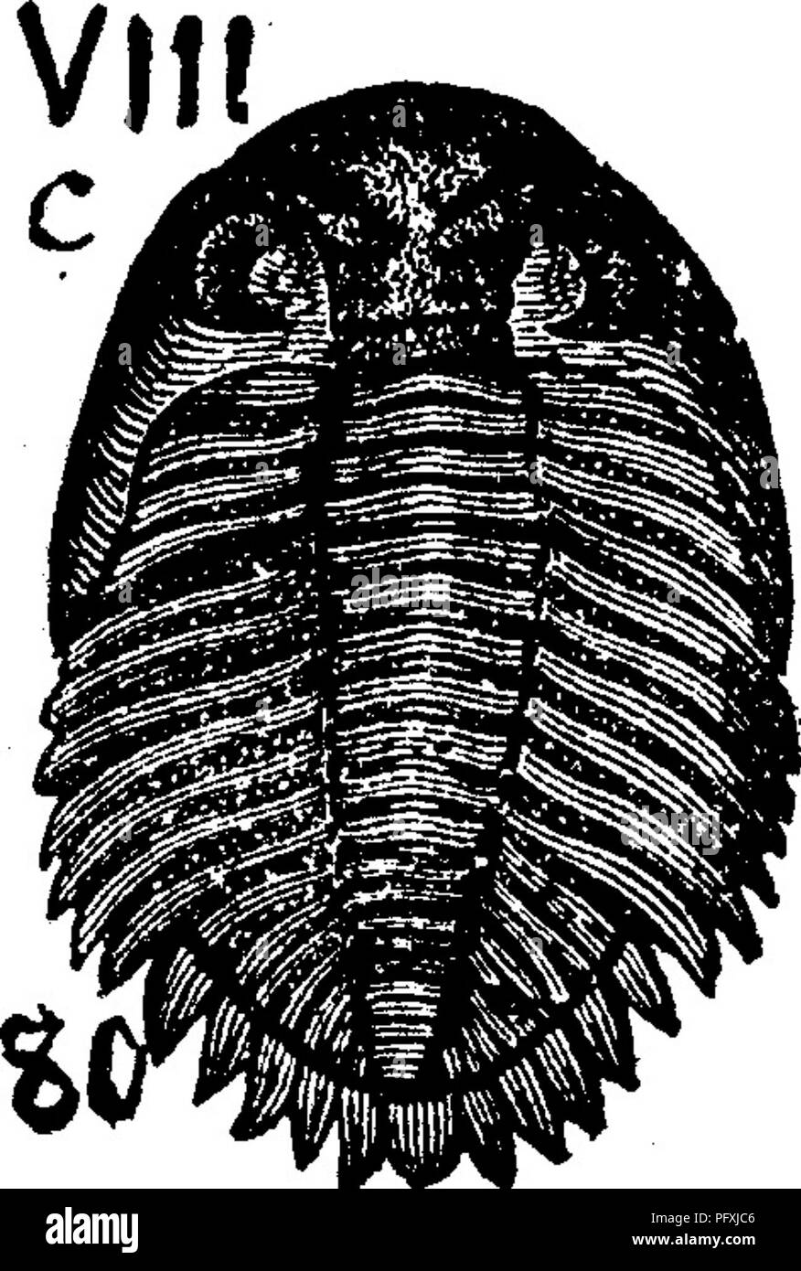 . A dictionary of the fossils of Pennsylvania and neighboring states named in the reports and catalogues of the survey ... Paleontology. Dalm. 188. Dalmanites calliteles. (Cryphceus calliteles) Hall, page 200, fig. 80, 2. Hamilton formation. (Green, Amer. Jour. Sci. and Arts, Boston, 1837)—Clay- pole, Keport F2, xiv; also 000, 1888, collec- tions in Perry Co., Pa. (Spec. 2-2), five spec, from Comp's mill, 2| m. S. E. of New Bloomfield; (5- 8,47, 135) nineteen from Barnett's mills; (77 d-14:, 99-13, 14) five from Drumgold's tannery; 110-25, two from Brickfield, 1 m. S. W. of N. B.; (118-10,12,1 Stock Photo