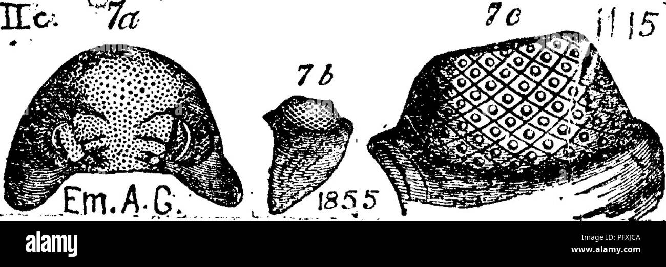 . A dictionary of the fossils of Pennsylvania and neighboring states named in the reports and catalogues of the survey ... Paleontology. Cytherina crenulata. Emmons' American Geology, Vol. 1, part 2, page 220, woodcut fig. 75, d, c, greatly magni-fied (see the little oval between the figures) representing the hinge or dorsal side. Valves extended back, and forming apparently a groove.—Irenton limestone formation at Mid- dleville, eastern New York. //. c. Cytheri7ia fabulites. See Leperditia fabulites. IIL I. Cytherina pennsylvanica. See Leperditia pennsylvanica, and Beyrichia pennsylvanica. Ro Stock Photo