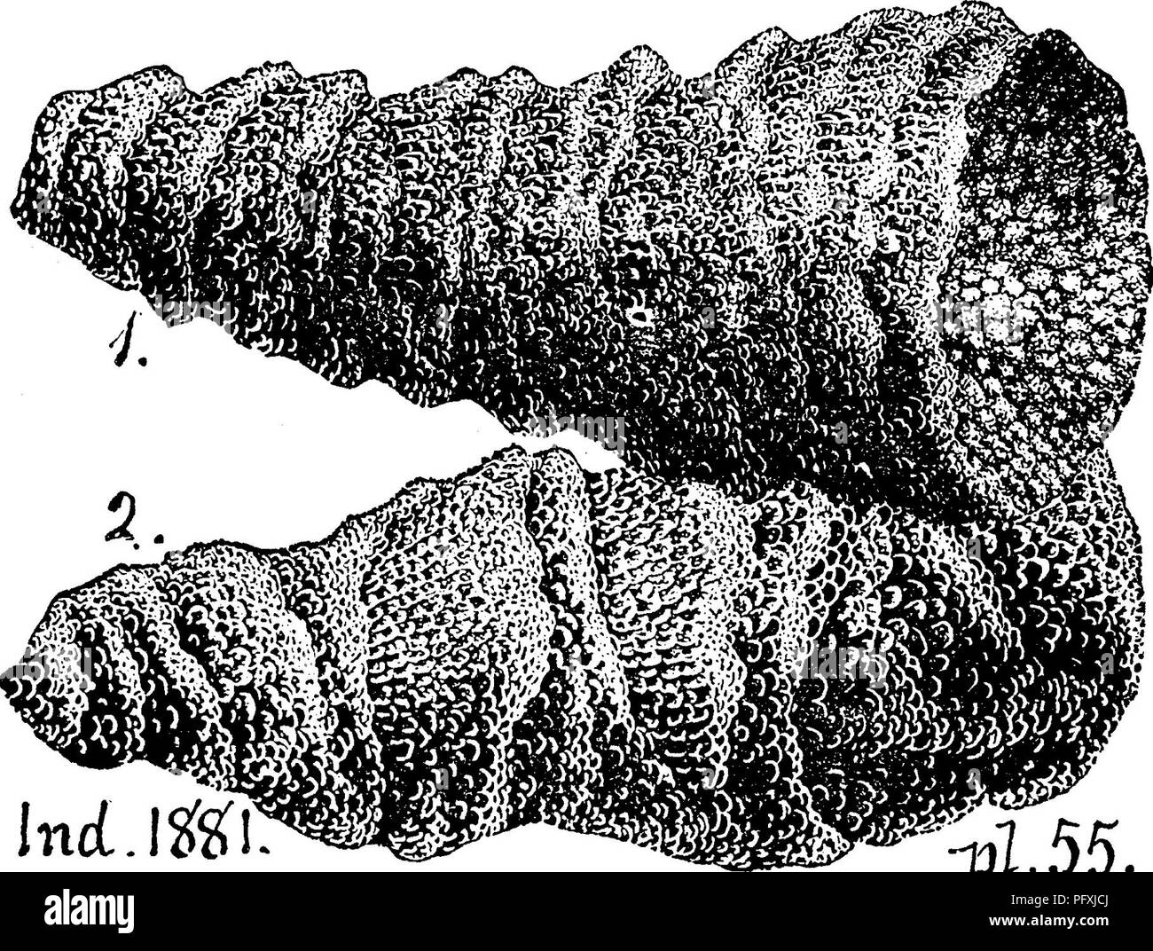 . A dictionary of the fossils of Pennsylvania and neighboring states named in the reports and catalogues of the survey ... Paleontology. Oast. 186. Cystiphyllum sulcatum. Compare Coleophyllum pyri- forme. Villa. Cystiphyllum vesiculosum. (Goldfuss.) A widely dis- tri bu te d species on both sides of the Atlan- tic. (Nich- olson. Pal. of Ontario, 1874, p. 37.) CoUett's In- diana Re- port of 1881, page 391, plate 55, ... ^^ figs. 1,2, two â ^l.DD. specimens with much of their skin (epitheca) dissolved, drawn by Van Oleve.âForm very variable; but sack or little bladder-like interior structure alw Stock Photo