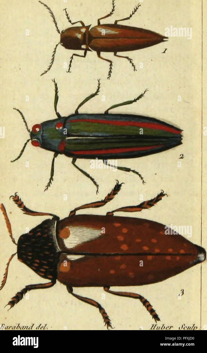 William Roe Insects A historical work on the natural history of insects, based on the ...