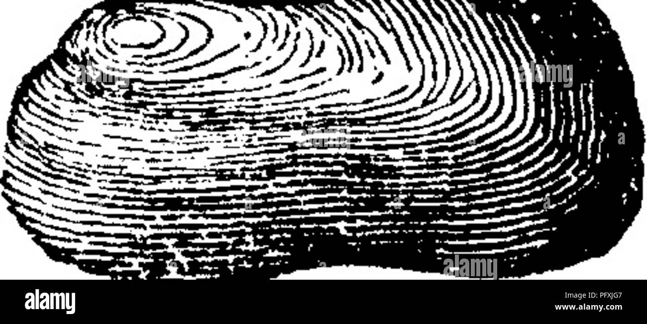 . A dictionary of the fossils of Pennsylvania and neighboring states named in the reports and catalogues of the survey ... Paleontology. Cypricardites angustus, {Cypricardia^ angusta.) Hall Geology of the Fourth or Western Dis- trict of N. Y., 1843, page 76, fig. 18, 6. Concentric folds more prominent and /&gt; fewer on front edge. Clinton^ Va, Uypricardite^ angmiata. See Modiomorpha angustata. IX. See Amnigenia catskilliensis. VIII f. Gypricardites catskilliensis. See Modiomorpha catskil- liensis, IX. See Amn. catskilliensis. VIIIf. Cypricardites chemungensis. , See Sanguinolites che- mungens Stock Photo