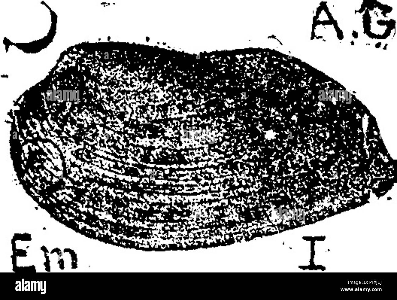 . A dictionary of the fossils of Pennsylvania and neighboring states named in the reports and catalogues of the survey ... Paleontology. o Cypricardia angusta. See Cypricardites angustus. Va. Cypricardia angustata. Modiomorpha angustata. IX. Cypricardia angustifrons, Modiolopsis modiolaris. III h. Cypricardia Gontracta. Cypricardites contractus. VIIIg. Cypricardia olsoleta. See Cypricardites obsoletus. F. Cypricardia orthonota. ( Unio orthonota.) Hall, Geology ^ of the Fourth district of New -i^^^^^^ York, 1843, page 48, figs. 6, 8, ^ t.j^i^ri^^G ^-^&quot;^^^^^^ 9, a cast. Medina, IV1). Cypric Stock Photo