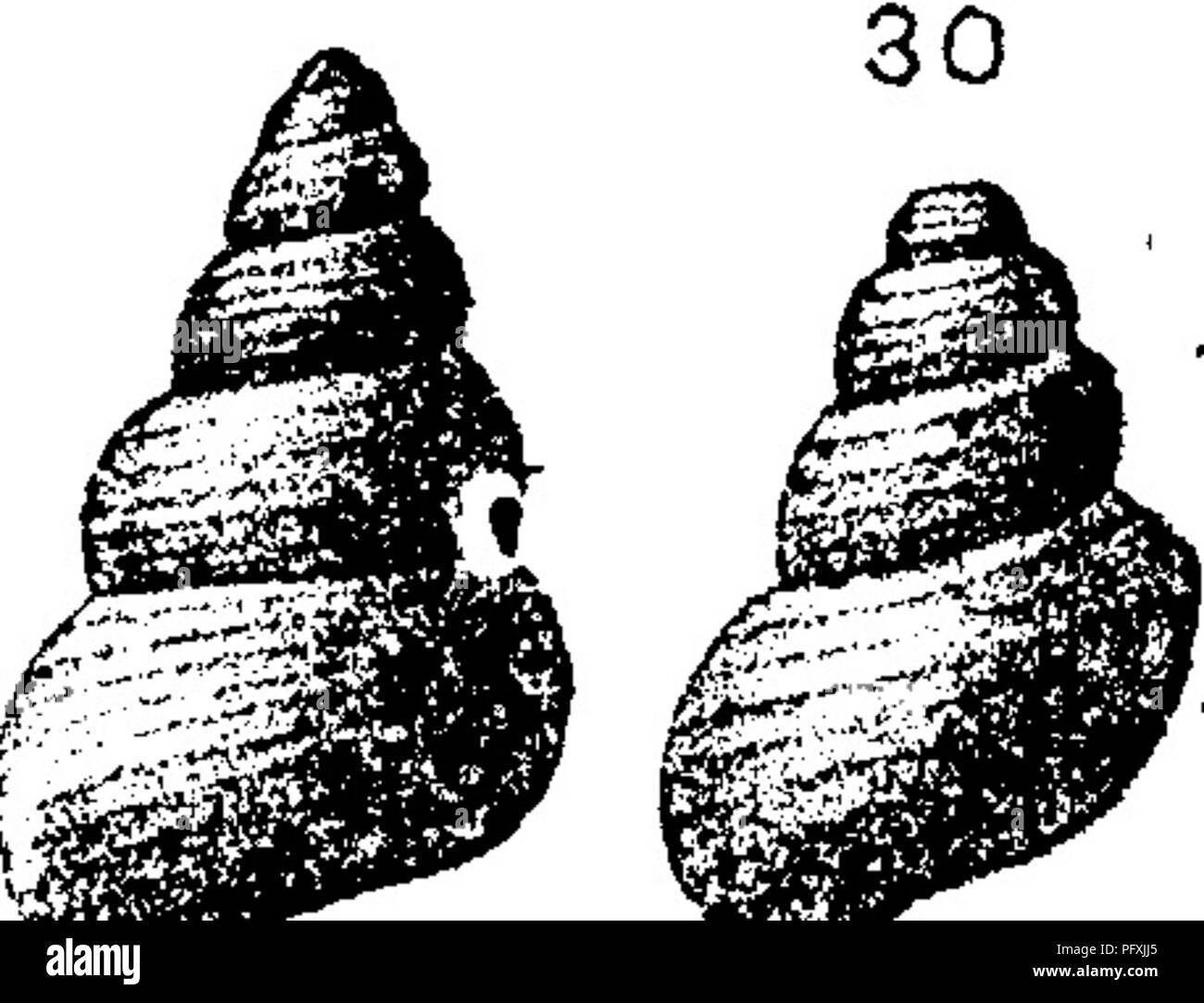 . A dictionary of the fossils of Pennsylvania and neighboring states named in the reports and catalogues of the survey ... Paleontology. H.I7.5./7 Cyclonema bilix. {Pleurotomaria lilix.) Rogers, page lift .A ^^^' fig. &quot;620. Loraine formation. (Conrad, ^ ^^ Jour. Acad. N. Sci. Phila. Vol. 8, 1842. Tren- ton and Hudson river formations ) IIc^ Illh^— The genus Cyclonema (thread-wound) was es- tablished by Hall in Pal. N. Y., Vol. 2, 1852, R. SZO page 89; Ulix being its type species. Cyclonema cancellatum. {littorina cancellata.) Hall, GeoL, 1843, page 72, figs. 17, 5, a young individual fine Stock Photo