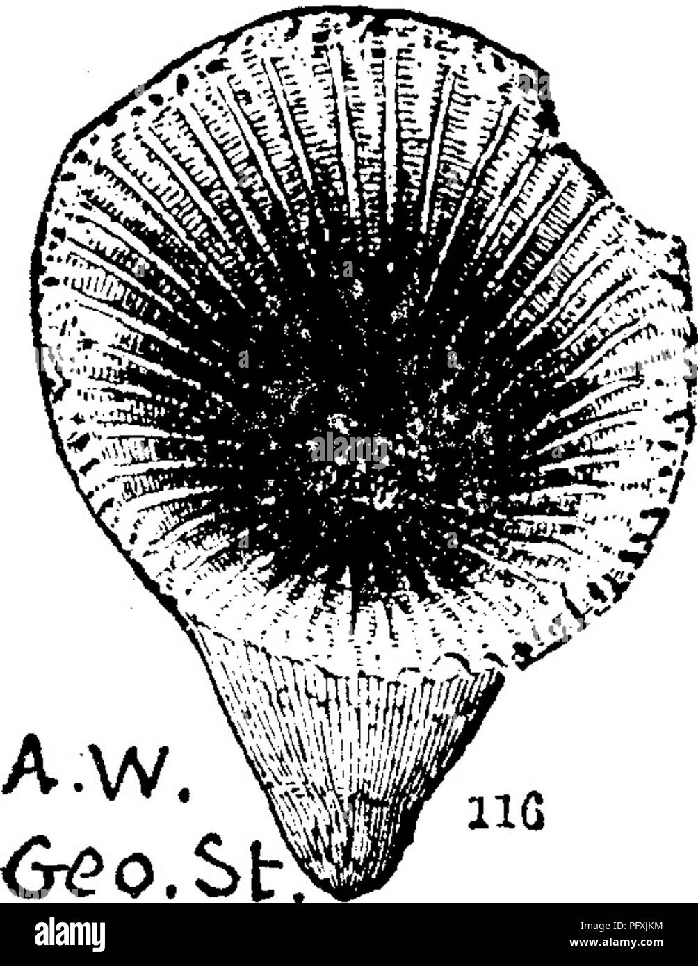 . A dictionary of the fossils of Pennsylvania and neighboring states named in the reports and catalogues of the survey ... Paleontology. Indmx narrow; lamelL'B 120, alternating in length, the longer ones becoming bundles as they near the hottom,— Corniferous lime- stone at Falls of Ohio.— VIII a, Cyathophayllum concentricum. (Hall, 35th An. Kt.N. Y. Mils. 1882, page 146.) Collett's In- diana Et. 1882, page 316, plate 21, fig. 1.— fossette extends from near center to front margin; lamellae 100, of nearly uniform size at margin, alternating below; when skinned the specimen shows internal striae  Stock Photo