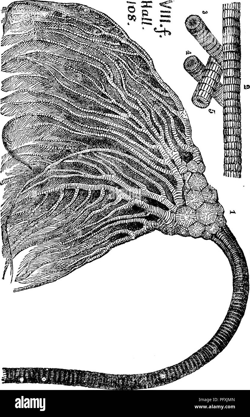 . A dictionary of the fossils of Pennsylvania and neighboring states named in the reports and catalogues of the survey ... Paleontology. 1 1 i -J.pI.39 Cyathocrinus ornatissimus. Hall,Geology of Fourili Uis^ trict,N.Y., 1813, page 247, fig. 108,1,2,3, 4, 5. Po7't- ^^e forma- tion. (Figs. 1,2,3,4,5 show sec- tions of the stem at various heights from the base or root of the stem.) It occurs on the shores of Lake Erie,in the own of Portland, only in one bed of rock, only six inches thick, and e:jvtendin g only ten. Please note that these images are extracted from scanned page images that may have Stock Photo