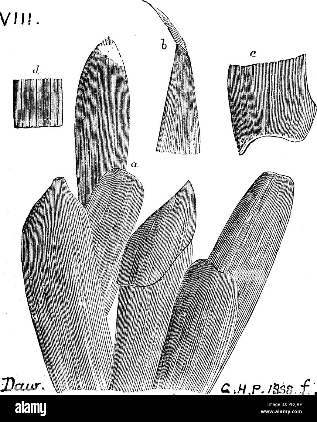 . A dictionary of the fossils of Pennsylvania and neighboring states named in the reports and catalogues of the survey ... Paleontology. Cord. 152 Cordaites robbii. Dawson. V/ll. Geological History of Plants, ed. 1888, page 81, fig. 30; a a group of young leaves; b point and G base of a leaf; d the vena- tion mag- nified. — Erian or D e V o n - ian ) of New Br u n s- wic k. VIIL Cornulites arcuatus. Hall Geological Report on the V-li. ^-^^.^^^ Fourth District N. Y. 1843, page 109, fig. 39-3. Niagara formation. (Conrad, Journ. Acad. Nat. Sci. Phila. Vol. viii, 1848. Plate 17, fig. 8.) Compare T Stock Photo