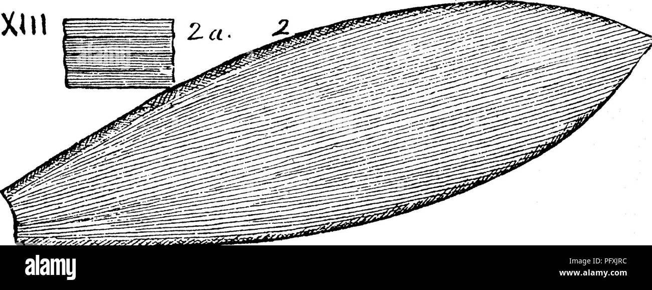 . A dictionary of the fossils of Pennsylvania and neighboring states named in the reports and catalogues of the survey ... Paleontology. 151 OORD. Cordaites foUatus of Europe. Compare Cordaites lacoei. XIIL Cordaites lacoei. Lesqiiereux, Coal Flora, page 535, plate. 87, figs. 2 to 4, (bound in between pages 560 and 561,) closely allied to the European C foliatus of Grand'Eury. Collett's Indiana Rt. of 1883, plate 21, figs. 2, 2t^.—Coal bed E roof- shales, Northern Anthracite basin, Pittston, Pa. XIIL Cordaites lingulatiis. See Cordaites costatus. XIII Cordaites mansHeldl See Rhabdocarpus mansf Stock Photo