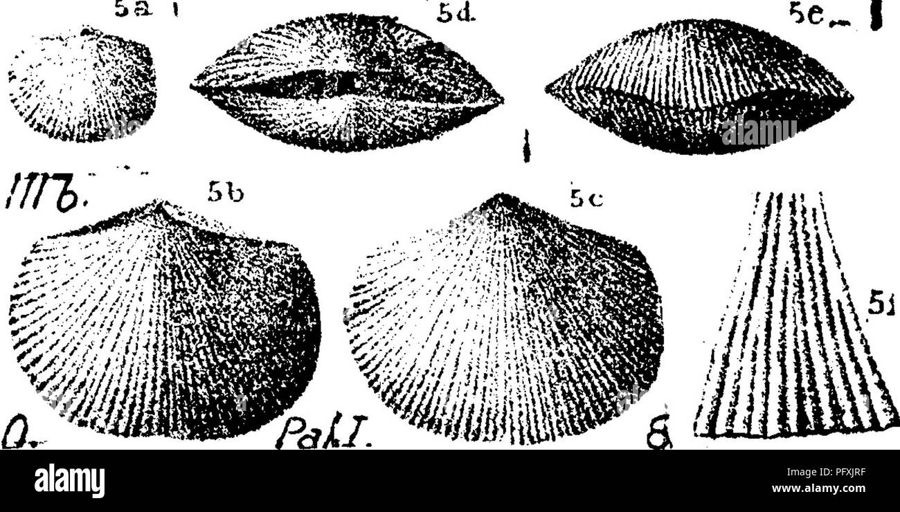 . A dictionary of the fossils of Pennsylvania and neighboring states named in the reports and catalogues of the survey ... Paleontology. P(.9 tm.A.G. 1855. 3e 5a I. 'Hi'  jim ditto, hinge; 5 e, ditto, front; fflim ^ '^' ditto, striae on the surface. Oincmna ti group. Ill J.. Please note that these images are extracted from scanned page images that may have been digitally enhanced for readability - coloration and appearance of these illustrations may not perfectly resemble the original work.. Lesley, J. P. (J. Peter), 1819-1903; Pennsylvania. Board of Commissioners for the Second Geological Su Stock Photo
