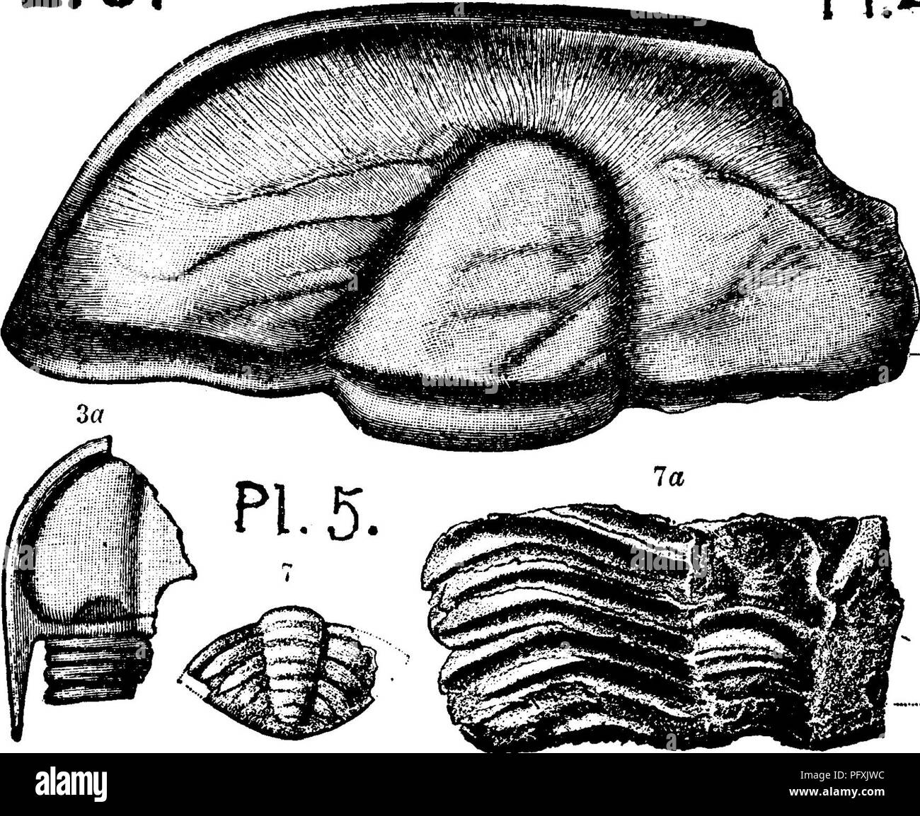 . A dictionary of the fossils of Pennsylvania and neighboring states named in the reports and catalogues of the survey ... Paleontology. 141 CONO. Conocephalites chippewaensis. Owen. See Lonchoceph- alus chippeivaensis. Potsdam form. L Conecophalites elegans. See Conocoryphe elegans. M. G, Conocephalites formosus. See Ptychoparia robbi. M. G. Gonocephalites gemini-spinosus. See Conocoryphe mat- thewi. M. G See foot note to page 1S4^ ahove. Gonocephalites hamulus. See Lonchocephalus hamulus. Potsdam formation. I, Gonocephalites halli. See Ptychoparia orestes. L. G. Gonocephalites matthewi. See  Stock Photo