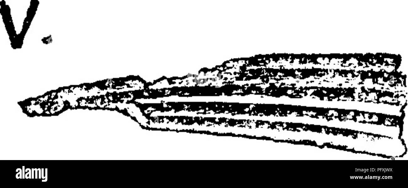 . A dictionary of the fossils of Pennsylvania and neighboring states named in the reports and catalogues of the survey ... Paleontology. ^. Onchus deweyi (if a fish spine; but Ceratiocaris deweyi^ VbifiBk if the spine of a crustacean). Rogers, p. 824, fig. 639, Salina formation. (Onchus, a genus of Agassiz, Researches sur les poissons fossiles, 1837.)—Fc. Onchus clintoni, Claypole. Preface to Report F2. Geol. Sur. of ^ Pennsylvania, p. xii, Quar. Jour. London Geol. Soc. Dec. QJ.GS^XlKp.^l 14^1884, Vol. XLI, page 61.— Clinton formation^ Perry Co., Pa. See coprolites of perhaps this species (fou Stock Photo