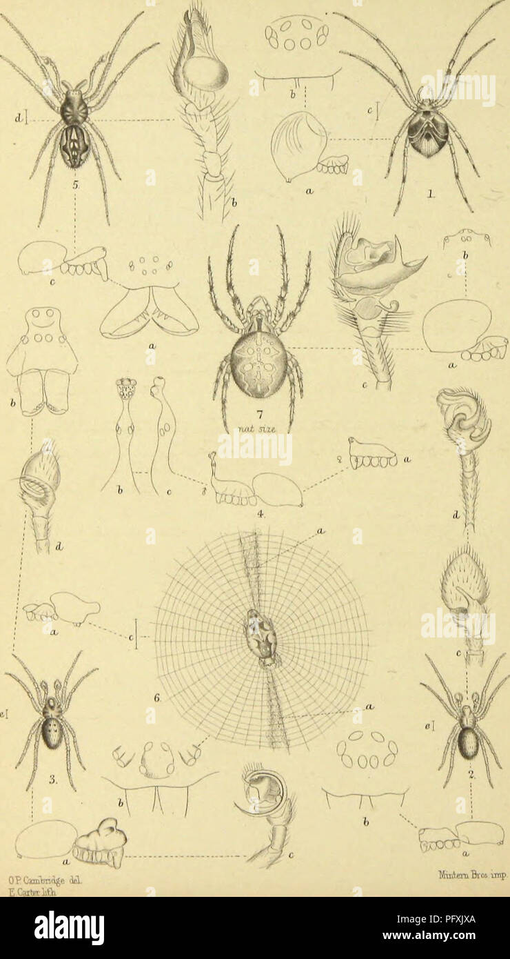 . The spiders of Dorset, with an appendix containing short descriptions of those British species not yet found in Dorsetshire. &quot;From the Proceedings of the Dorset. Natural History and Antiquarian Field Club.&quot;. Spiders. MiiAeruBios imp. Please note that these images are extracted from scanned page images that may have been digitally enhanced for readability - coloration and appearance of these illustrations may not perfectly resemble the original work.. Pickard-Cambridge, Octavius, 1828-1917. Sherborne, L. H. Ruegg Stock Photo