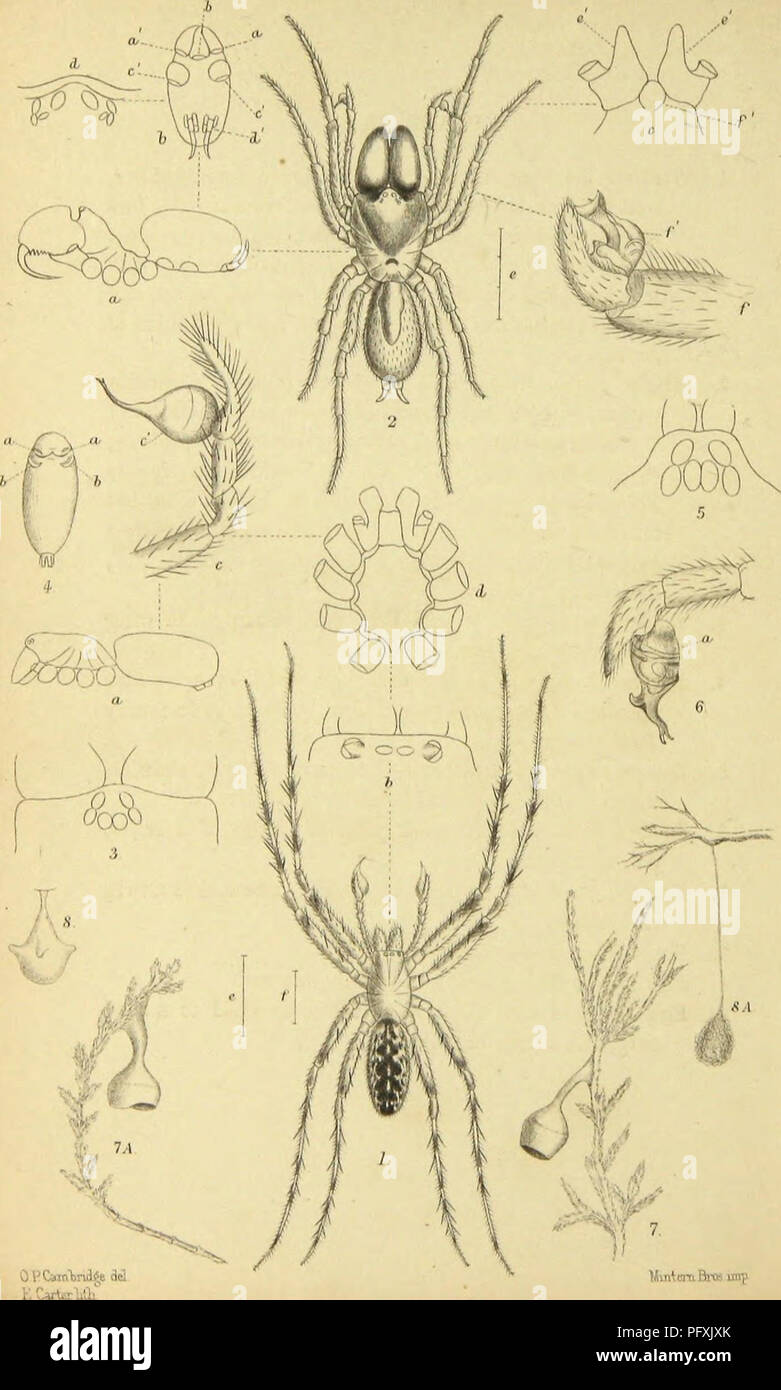 . The spiders of Dorset, with an appendix containing short descriptions of those British species not yet found in Dorsetshire. &quot;From the Proceedings of the Dorset. Natural History and Antiquarian Field Club.&quot;. Spiders. Hurt ran Bros imp. Please note that these images are extracted from scanned page images that may have been digitally enhanced for readability - coloration and appearance of these illustrations may not perfectly resemble the original work.. Pickard-Cambridge, Octavius, 1828-1917. Sherborne, L. H. Ruegg Stock Photo