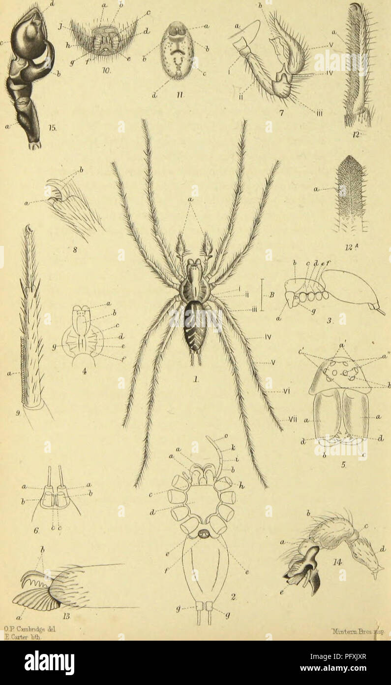 . The spiders of Dorset, with an appendix containing short descriptions of those British species not yet found in Dorsetshire. &quot;From the Proceedings of the Dorset. Natural History and Antiquarian Field Club.&quot;. Spiders. . Please note that these images are extracted from scanned page images that may have been digitally enhanced for readability - coloration and appearance of these illustrations may not perfectly resemble the original work.. Pickard-Cambridge, Octavius, 1828-1917. Sherborne, L. H. Ruegg Stock Photo
