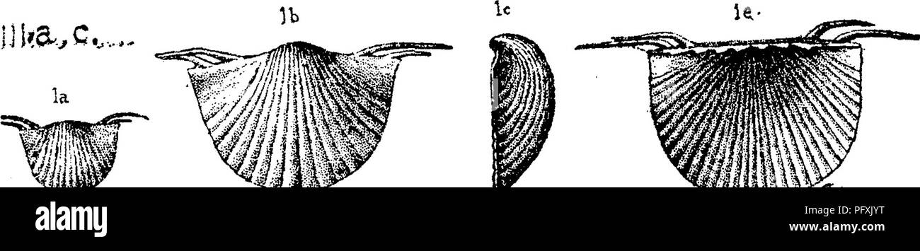 . A dictionary of the fossils of Pennsylvania and neighboring states named in the reports and catalogues of the survey ... Paleontology. Chon. 128 'VlJksu.c....,. Chonetes mucronata. (Hall, 1843; Pal. N. Y. Vol. IV, page 124, plate 21, figs. 1&lt;^,5,(?. Corni- ferous and :h. PaTw.Y. Vni. iv. &quot; -&quot;^oiu^^ 9XJlr. Hamilton. — Perry Co., Pa. Preface to report F:2, page xiii. 000, 1888, Cat. Claypole's spec. 110-22, collected 1 m. S. W. of New Bloomfield, Hamilton upper shale.—Columbia Co., Hemlock, in Marcellus.—In Monroe Co., Marshall falls, C. E. Hall collec- tions 1875.—In Huntingdon  Stock Photo