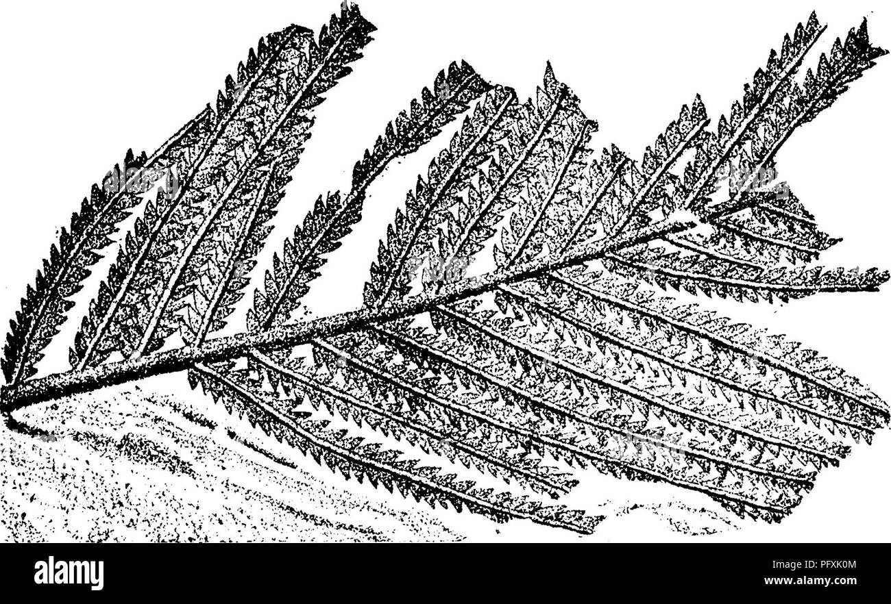 . A dictionary of the fossils of Pennsylvania and neighboring states named in the reports and catalogues of the survey ... Paleontology. Odont. 482 Odontopteris gracillima Continued,. 2a.. Please note that these images are extracted from scanned page images that may have been digitally enhanced for readability - coloration and appearance of these illustrations may not perfectly resemble the original work.. Lesley, J. P. (J. Peter), 1819-1903; Pennsylvania. Board of Commissioners for the Second Geological Survey. Harrisburg, Board of Commissioners for the Geological Survey Stock Photo