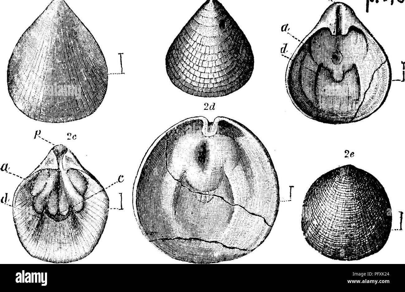. A dictionary of the fossils of Pennsylvania and neighboring states named in the reports and catalogues of the survey ... Paleontology. Obol. 478 1 e, cast of inside of dorsal valve; 1 d, diagram of inside dorsal valve (by Ford); 1 ^, cast of inside of dorsal valve; 1 /*, dia- gram of inside ventral valve (drawn by Ford); a, cardinal; 5, central; d^ lateral mnscnlar scars; p^ pedicle groove.â Troy, N. Y.; Shodack Landing Quebec. Z, (7. Obolella gemma. Billings, 1872, Can. Nat. Vol. 6, p. 218, ^ o figure 5. ^'^â ^ ^ '^^-' pKlO Walcott, Bulletin No. 30, U. s. a S. page 116,plate 10, fig. 2, out Stock Photo