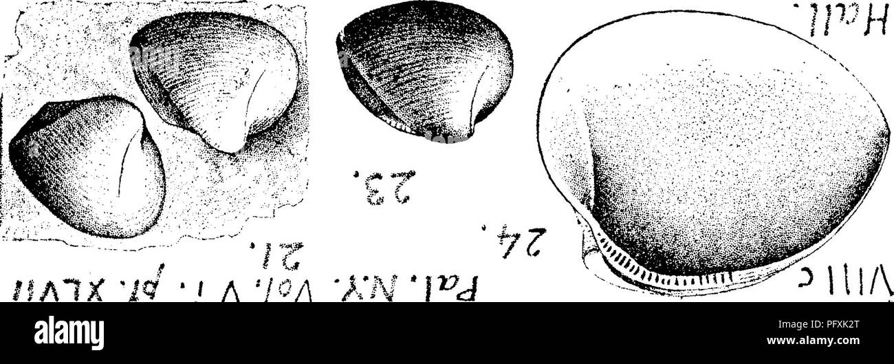 . A dictionary of the fossils of Pennsylvania and neighboring states named in the reports and catalogues of the survey ... Paleontology. Pal. N. Y. Vol. V i, pi. 48, fig. 5, large specimen ; figs. 6, 7, gutta percha casts of right and left valves. Hamilton,—Speci- mens 804-82, from Marshall's creek, Monroe Co., and 808-12, from Dingman's Falls, Pike Co. (00, p. 235), both named by Jas. Hall (Nov. 88) from Hamilton^ VIIIc. Claypole's spec- imens 2-6, 5-101, 97-15, 201-8 (eight in all) from Hamilton heds in Perry county, Pa. VIII c, Nuculites poststriata. Lyrodesma post striatum. lib, Nuculites  Stock Photo