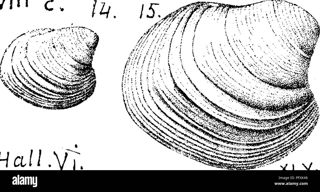 . A dictionary of the fossils of Pennsylvania and neighboring states named in the reports and catalogues of the survey ... Paleontology. 473 NUCULA.. HcilLJ Xltl. Nucula varicosa, Hall, Prelim. Notice Lamellibranches, 1870, Hamilton, Pal. N. Y. Vol. V i, plate 46, fig. 14, vm'c. natural size^ right valve; fig. 15, enlarged, Claypole's specimens 80-17, of White's collections, from Blooms- burg, Oolumb. Co. Pa. from &quot;^^ &quot; Catslcill strata. IX, Nucula ventricosa. (Hall, 1858, Geol. of Iowa, part II, p. 716, pi. 29, figs. 4, 5 = ? Nucula tumida^ .5 /^.^ Phillips.) Collett'sIndianaEeport Stock Photo