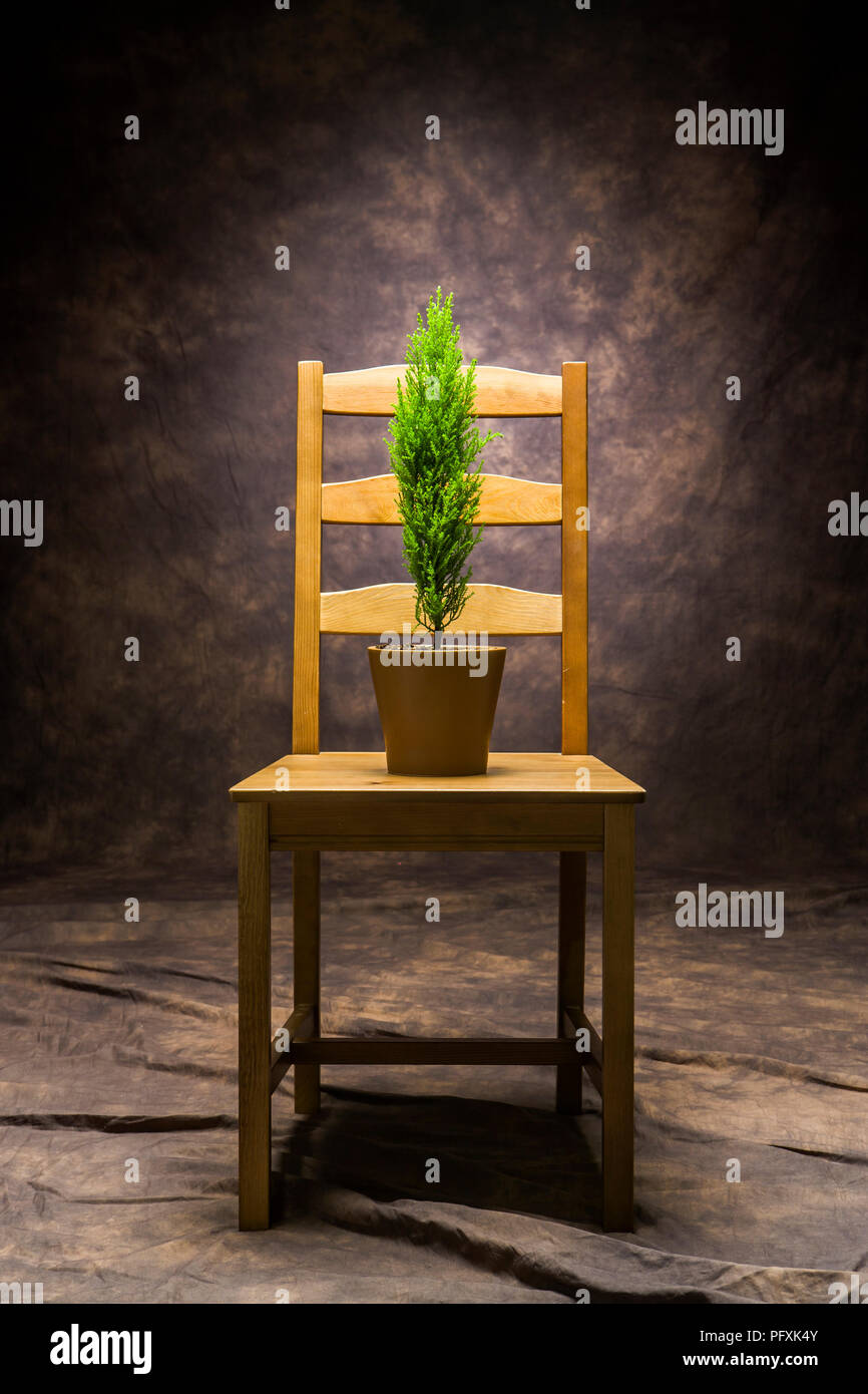A small green tree in a pot on a wooden chair. Stock Photo