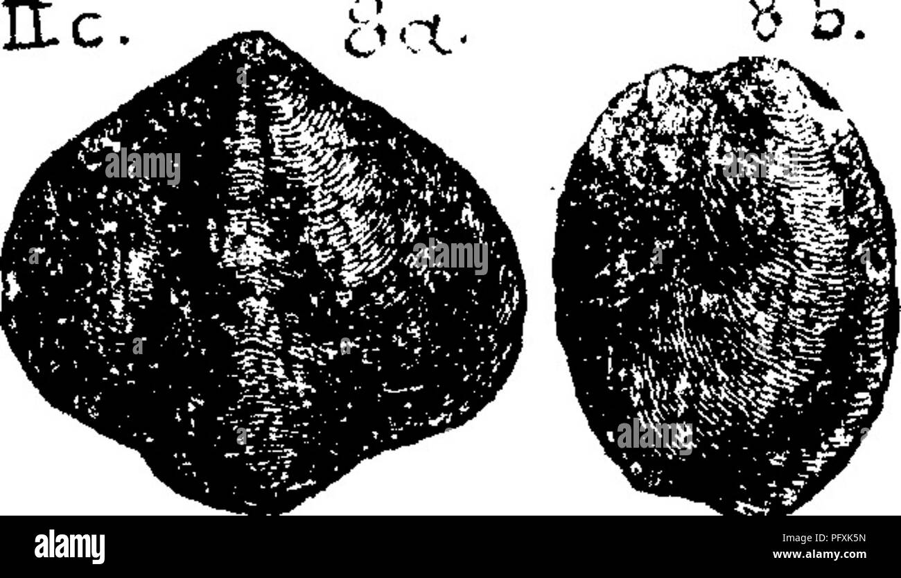 . A dictionary of the fossils of Pennsylvania and neighboring states named in the reports and catalogues of the survey ... Paleontology. Calymene ? Emmons' Geology of the Second District of New York, 1842, page 890, fig. 100, 5, Trenton formation. He gives a figure of the central portion of the head of this little trilobite, because this alone £ lAO K ^^ ^^^^i^l'y found preserved in the rock, and is quite sufficient to characterize the formation, without the body or tail.—lie, Calymene ? in Claypole-s collections in Perry Co. 000^ Cat. Spec. X-24, 4, Thunder hill, Honey Creek, Hose Valley, in  Stock Photo