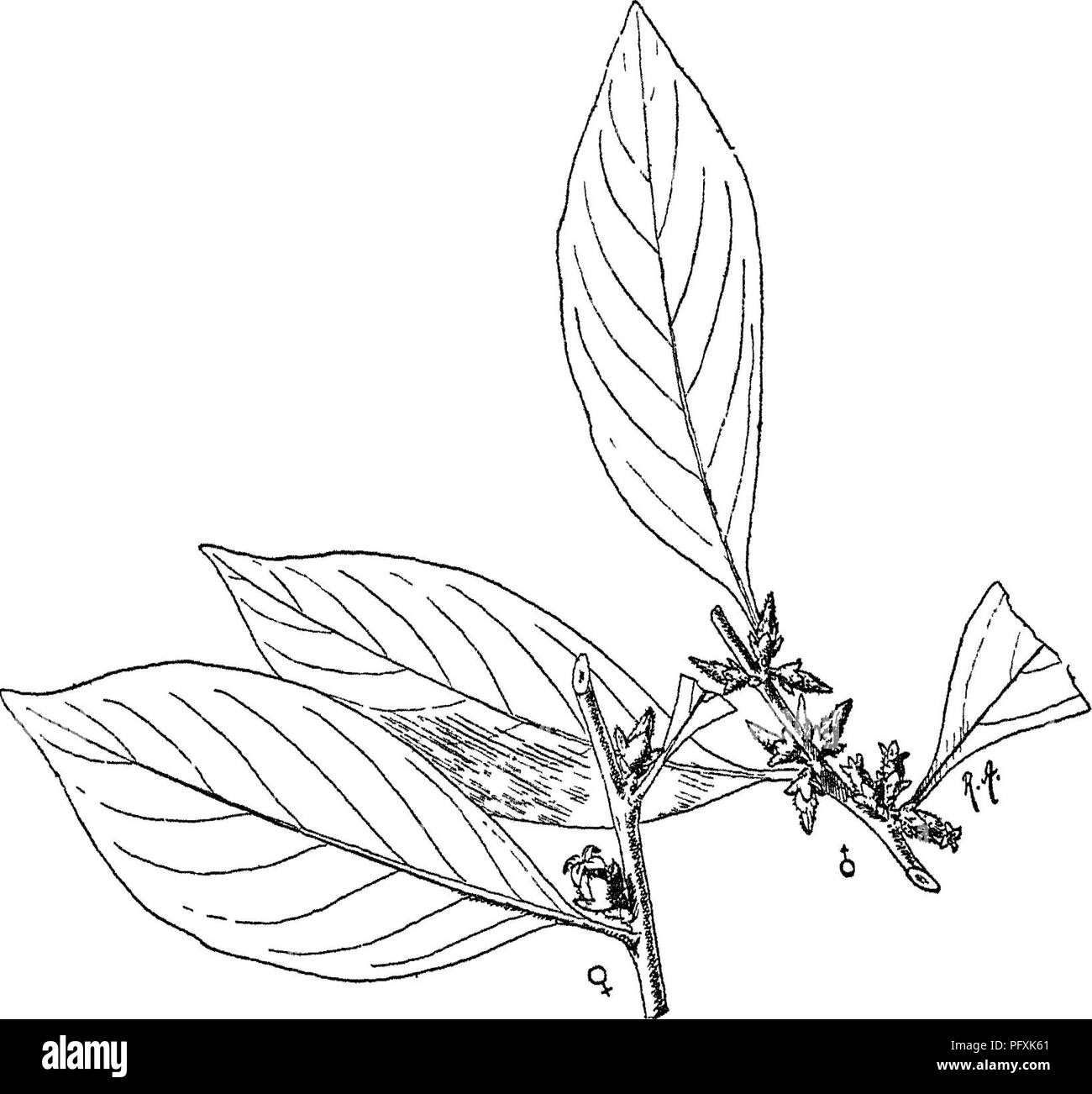Indian Trees An Account Of Trees Shrubs Woody Climbers Bamboos And Palms Indigenous Or Commonly Cultivated In The British Indian Empire Trees Diospyros Ijxix Ebenaceje 429 Fm 164 Biospyros Nilagirica
