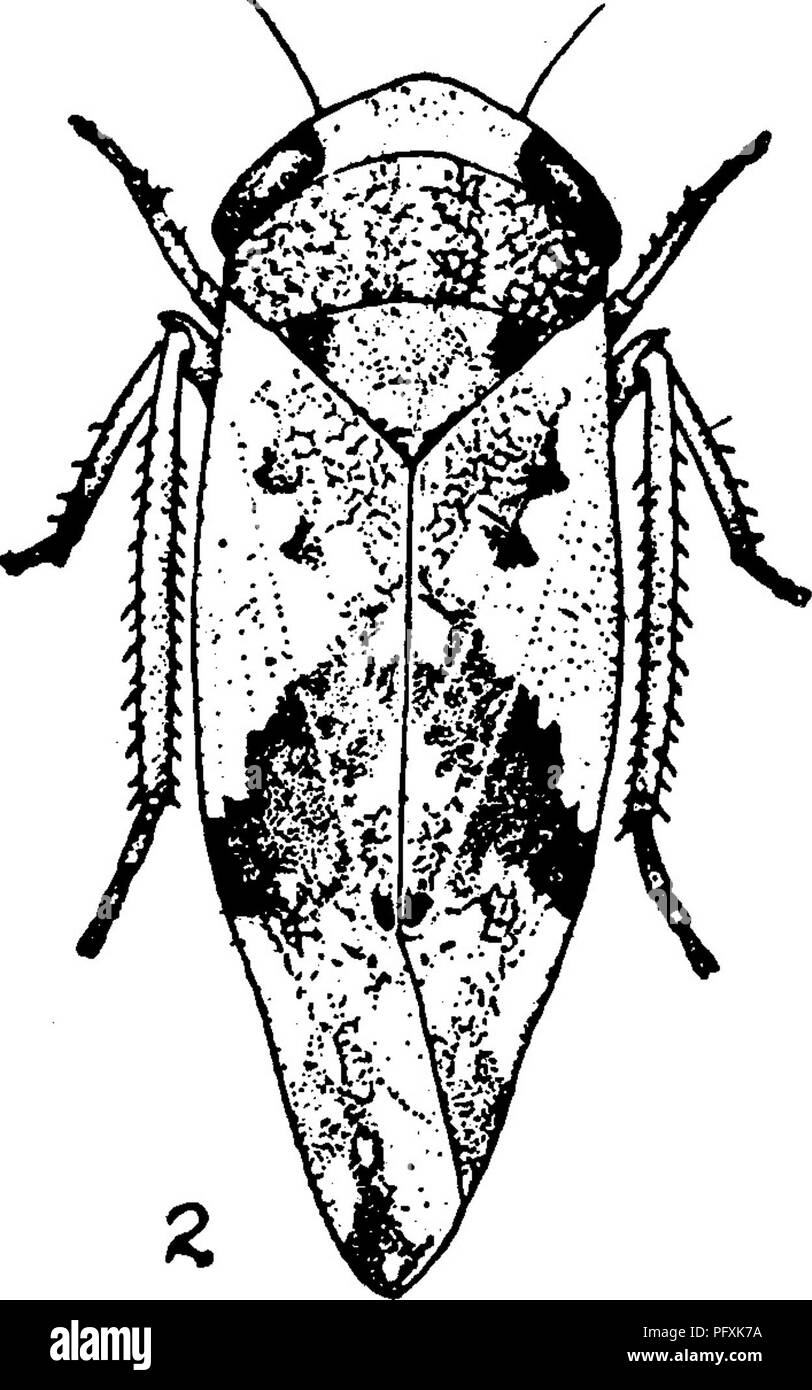 . The encyclopedia of practical horticulture; a reference system of commercial horticulture, covering the practical and scientific phases of horticulture, with special reference to fruits and vegetables;. Gardening; Fruit-culture; Vegetable gardening. Fig. 1. Beet Leaf Hopper, la, Adult of E. tenella; lb, Nymph; 2, Adult of E. scitula. ed or elongated in shape; whitish or pale yellow in color with a large tuft of white flocculence covering the posterior end of the body. The legs, antennae, and spots on the top of the head are brown. The winged lice are a little larger, more elon- gated and muc Stock Photo