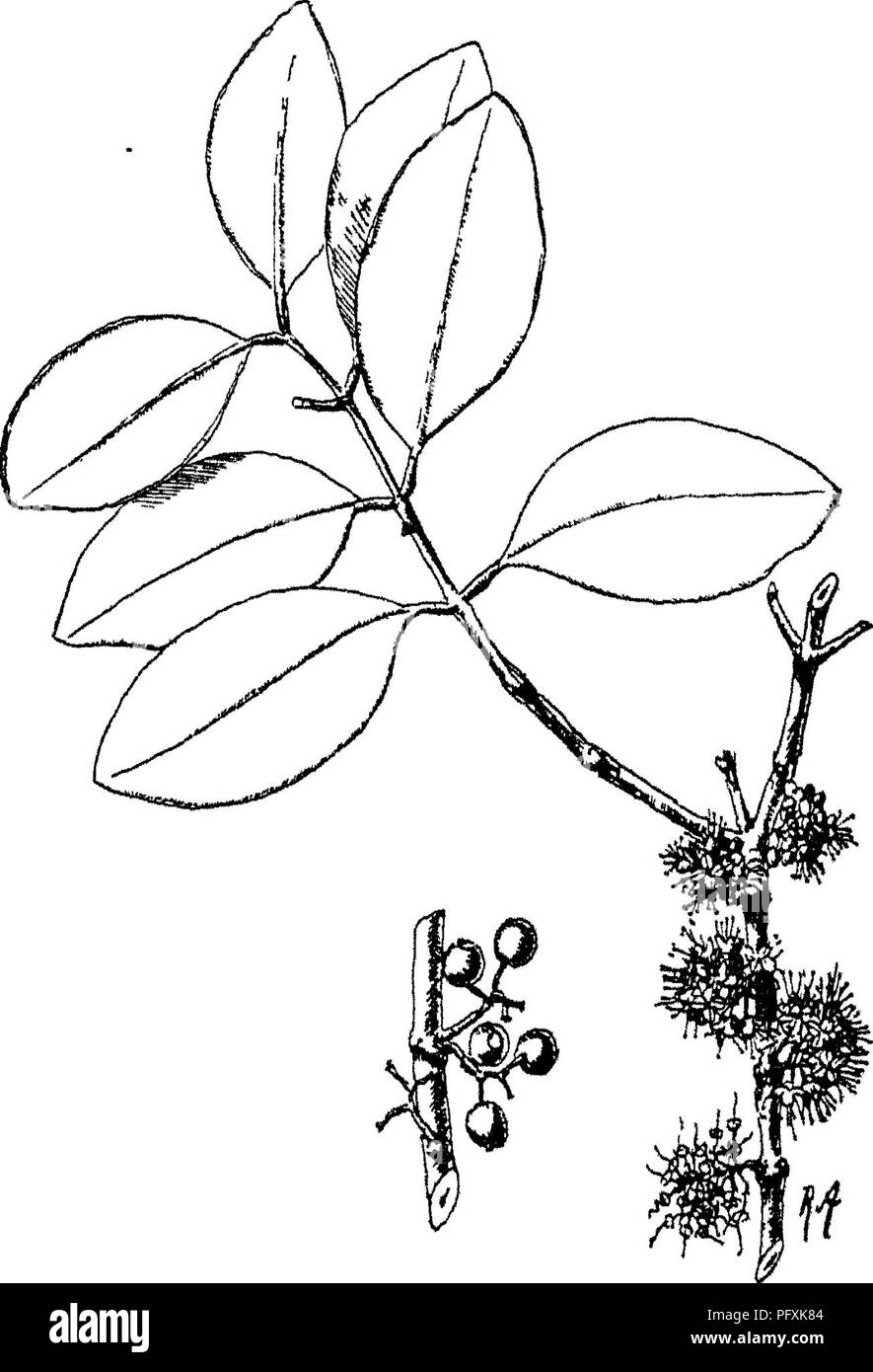 Indian Trees An Account Of Trees Shrubs Woody Climbers Bamboos And Palms Indigenous Or Commonly Cultivated In The British Indian Empire Trees Medinilla Lii Melastomaceie Otjo Eliipticj 8 Nerved Often A