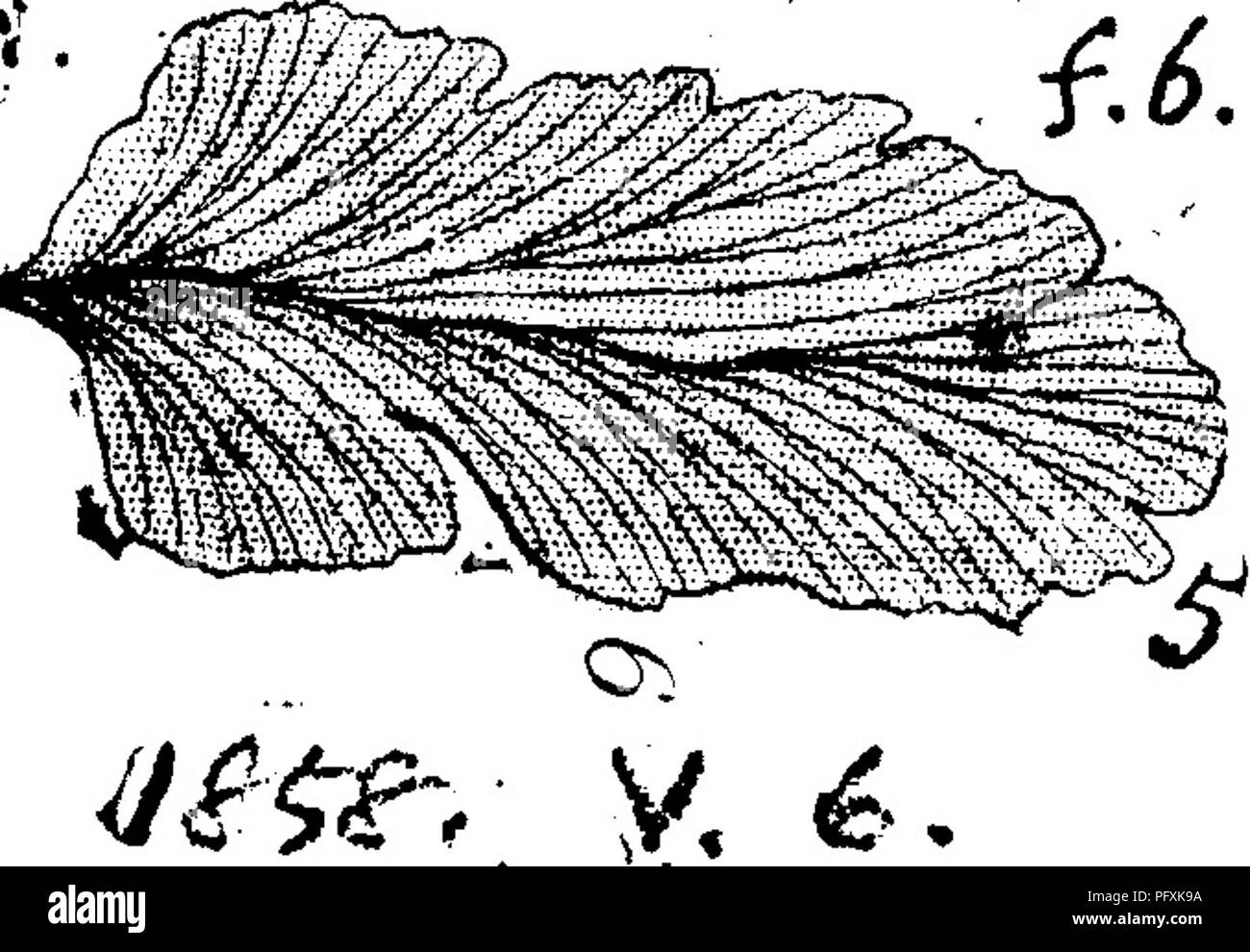 . A dictionary of the fossils of Pennsylvania and neighboring states named in the reports and catalogues of the survey ... Paleontology. Neur. 454 XjK. iii^e% Neuropteris crenulata ? ' Brgt. Lesq. Geol. Pa. 1858, p. 859, pi. 5, fig. 6; one single leaf of this J^^' European fern, found by Lesquereux at the Anthracite Salem vein, Pottsville ; but its nervation and very small round teeth around the leaf identified it. Also, Coal Flora, 1880, p. 116, pi. 16, figs. 9 to 11. Specimens from Wilkesbarre, and from the Tre- mont tunnel vein, throw doubt on the identity. (Lesq.) A few specimens at Cannel Stock Photo