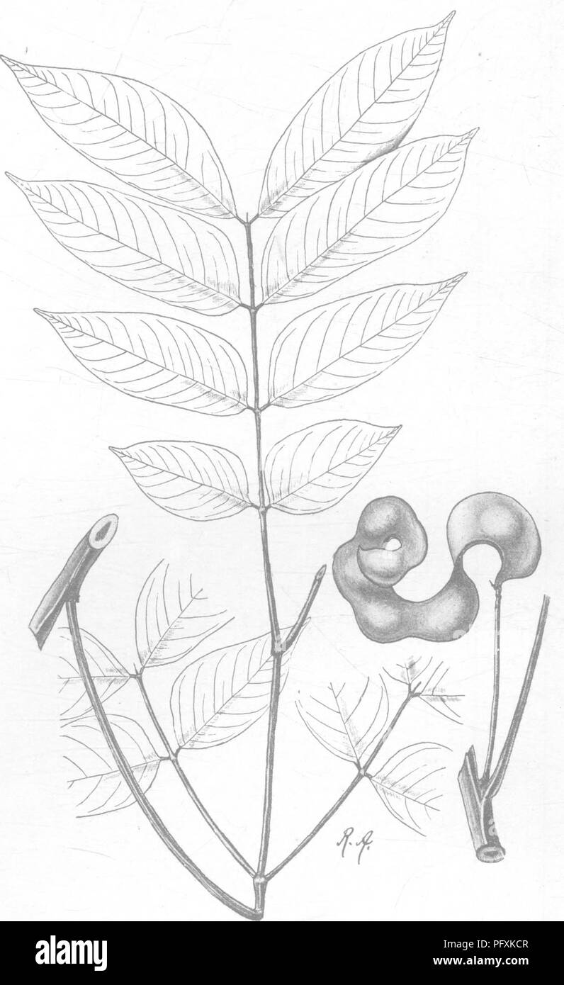 . Indian trees : an account of trees, shrubs, woody climbers, bamboos, and palms indigenous or commonly cultivated in the British Indian Empire. Trees. &quot; PithecoloMum] XLV. LEQUMINOS^ 275 10. P. angulatum, Benth.; Kurz F. Fl. i. 430. A shrub or small evergreen tree; branchlets sharply angalar, young shoots rusty-pubescent. Pinnge 2-5 pair, leaflets of the lowest pinnae 2-3, of the upper pinnge 4-8 pair, rhomboid-ovate, acuminate, the terminal leaflets 3-5, the lowest |-1 in. long. Fl. white (purple. Ruby Mines district), on slender. Fig. 119.—Pithecolobium angulatum, Benth. ^. pubescent  Stock Photo