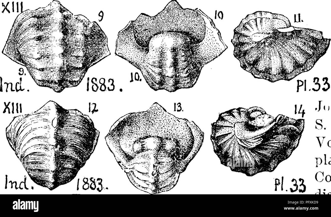 . A dictionary of the fossils of Pennsylvania and neighboring states named in the reports and catalogues of the survey ... Paleontology. Bell. 86. Bellerophon percarinatus. (Conrad. Jour. Acad. N. S. Phil. 1842, Vol. 8, plate 16, fig. 5; Nor- w o o d &amp; Pl'33 Pratten, IA Joar. Acad. N. S. Phil. 1854, Vol 3, page 74, plate 9, fig. 4) Collett's In- diana Kept, of 3 883, page 158, plate 33, figs. 9, 10, 11, views of a specimen showing both side ridges and middle nodular ridges, or rows of little knobs; figs. 12, 13, 14, another specimen without side ridges; all of natural size. One of the comm Stock Photo